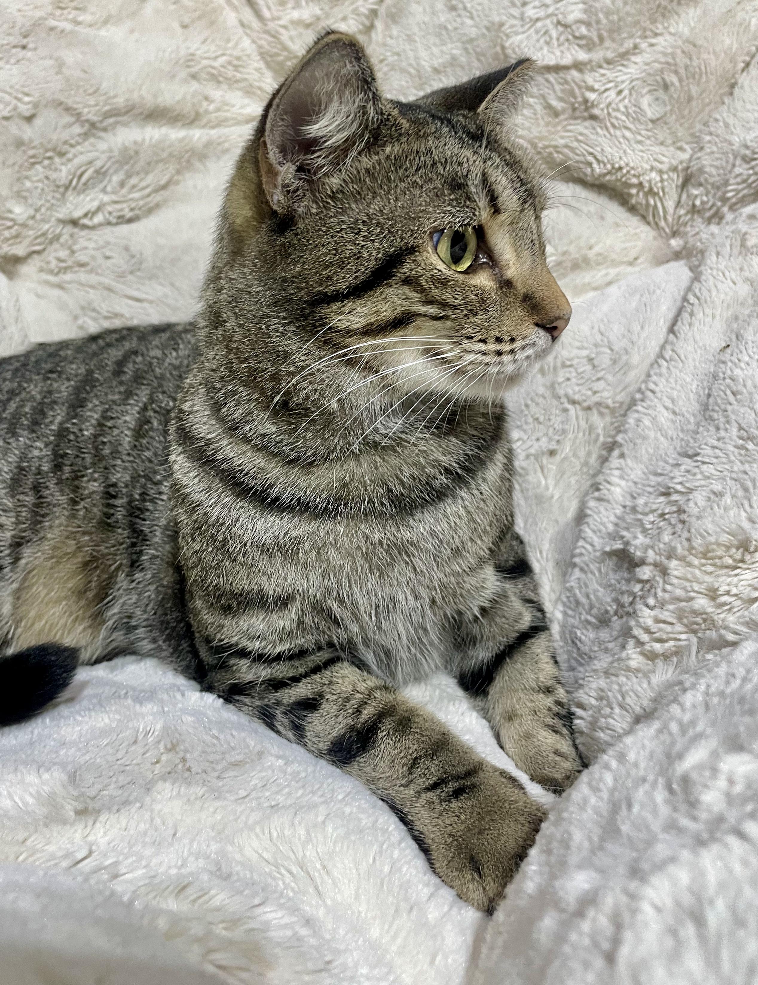 Enlarge Pretty Kitty, a Adoptable Tabby in Hartford, CT image 2/3