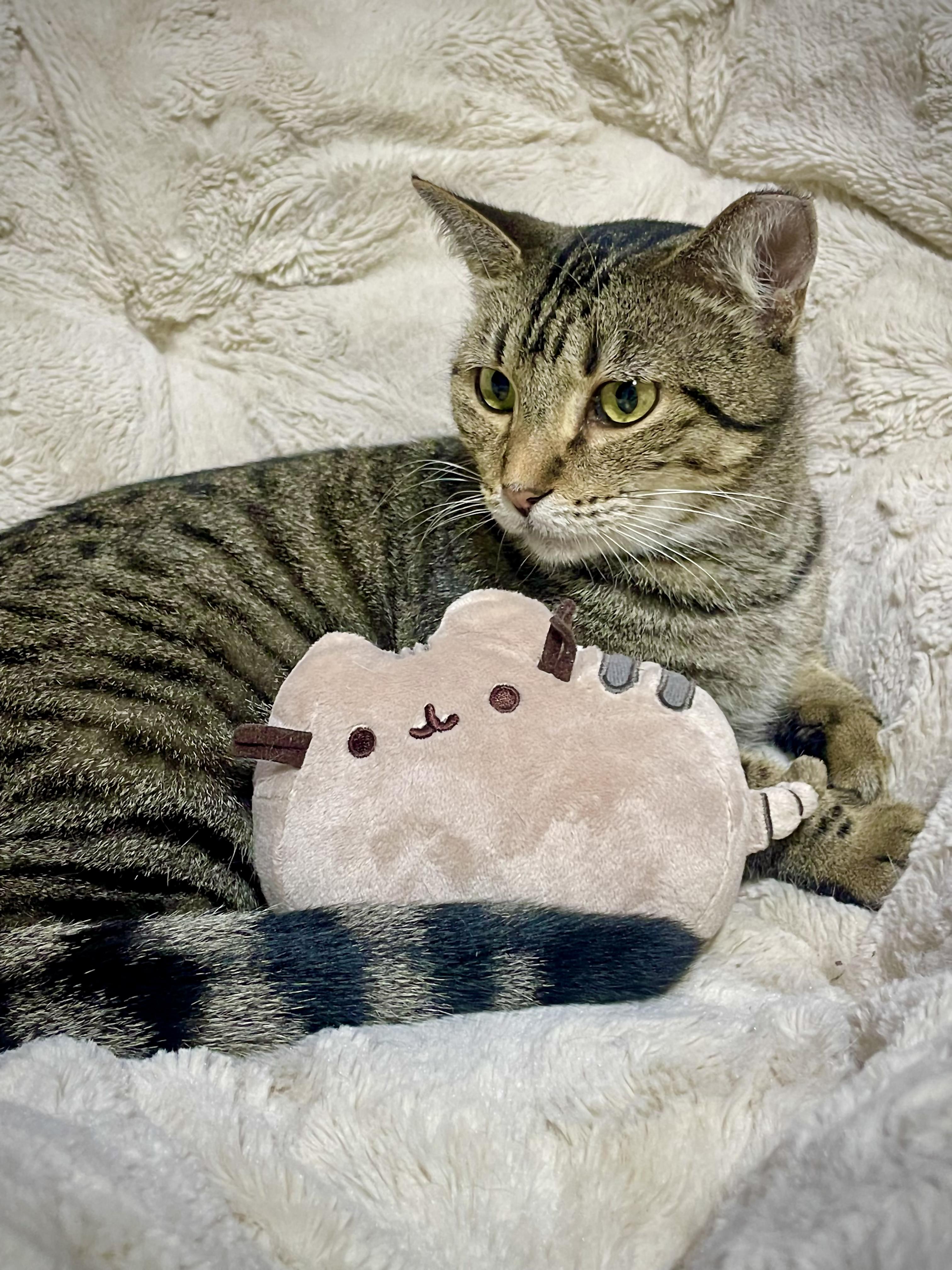 Enlarge Pretty Kitty, a Adoptable Tabby in Hartford, CT image 3/3