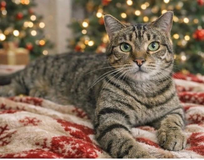 Enlarge Pretty Kitty, a Adoptable Tabby in Boston, MA image 6/6