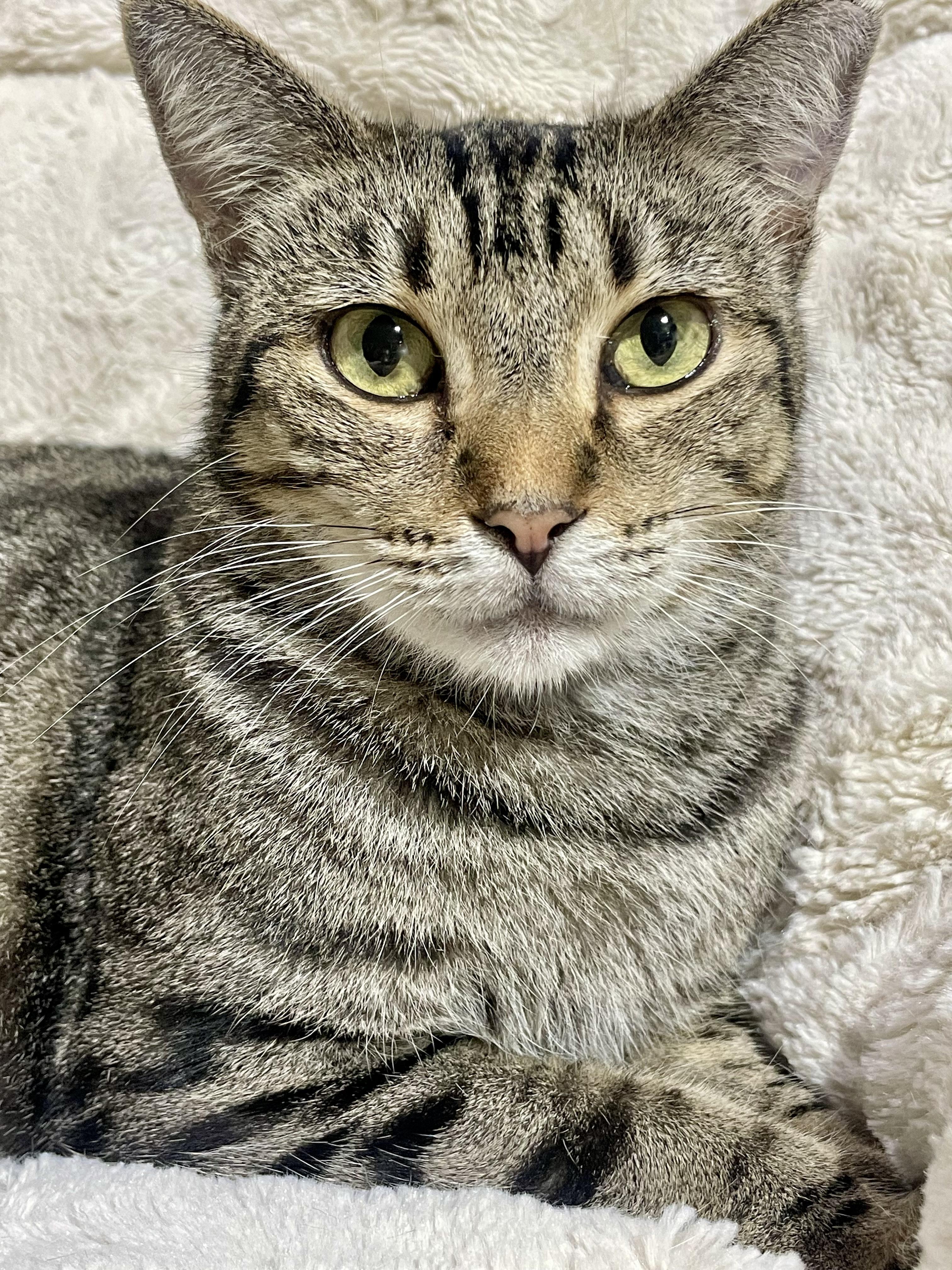 Pretty Kitty, Adoptable, Young Female Tabby.