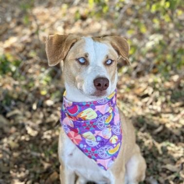 Enlarge Sheba, a Adoptable Mixed Breed in Boston, MA image 5/5