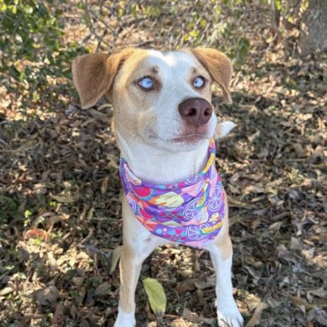 Enlarge Sheba, a Adoptable Mixed Breed in Boston, MA image 4/5