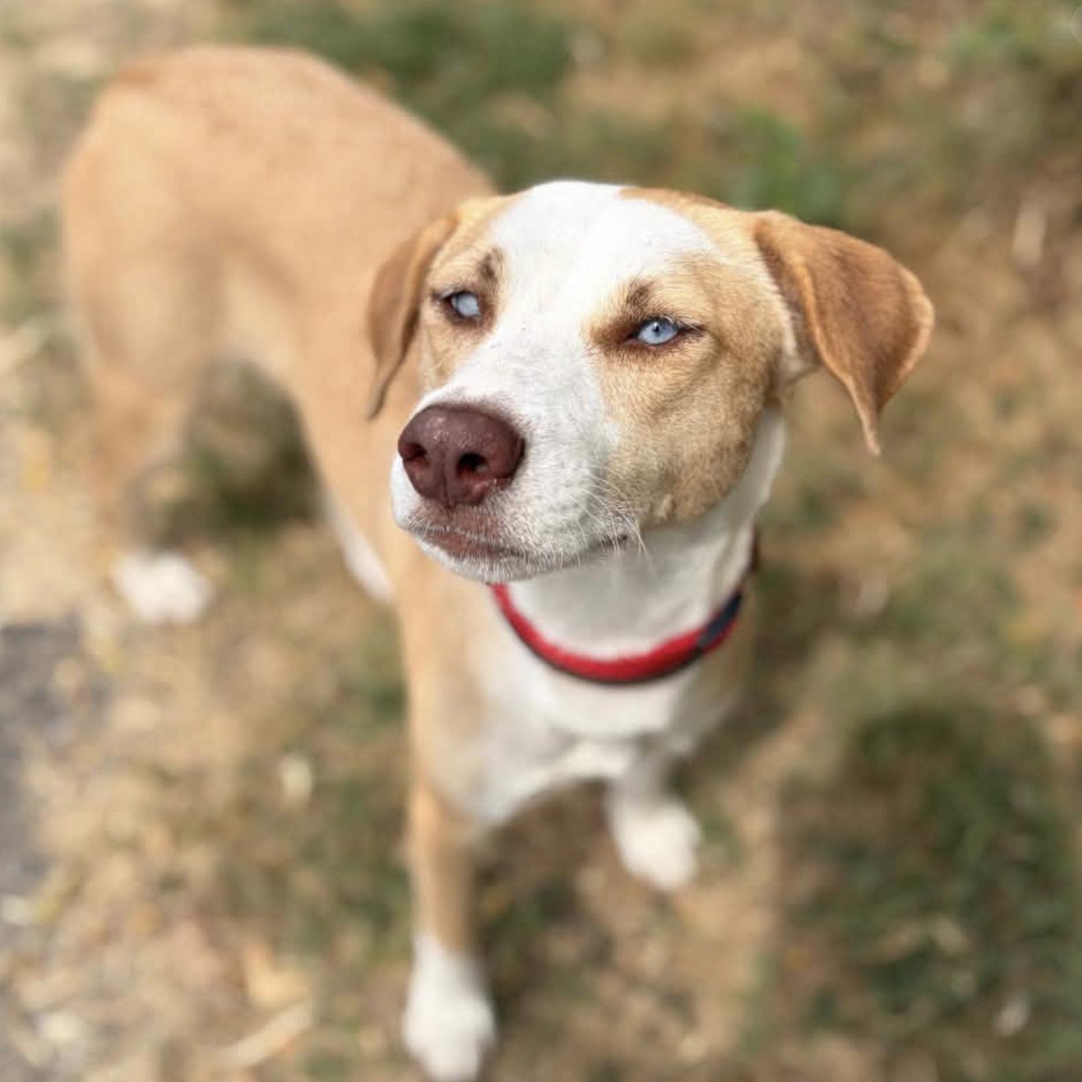 Sheba, Adoptable, Young Female Mixed Breed.