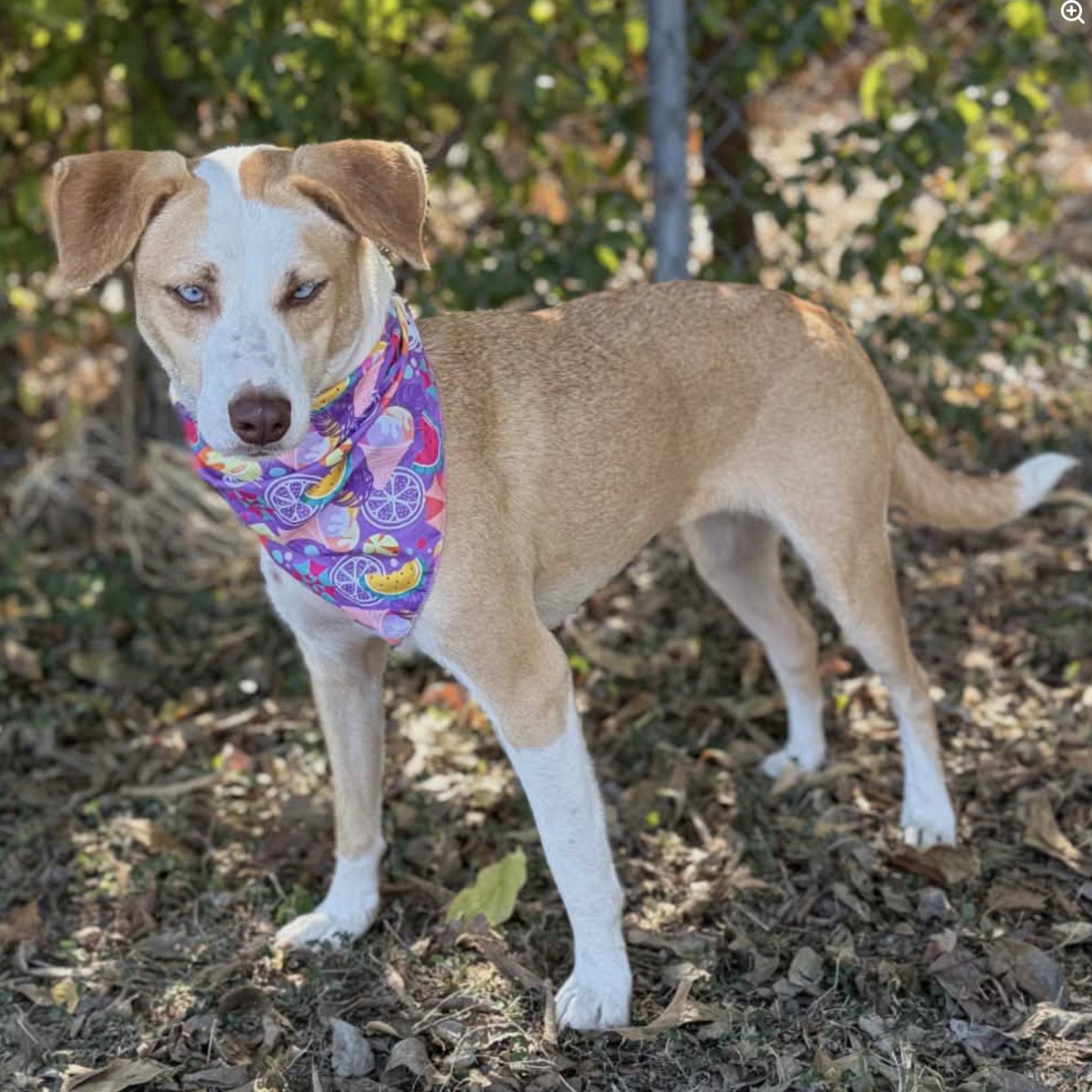 Enlarge Sheba, a Adoptable Mixed Breed in Boston, MA image 3/5