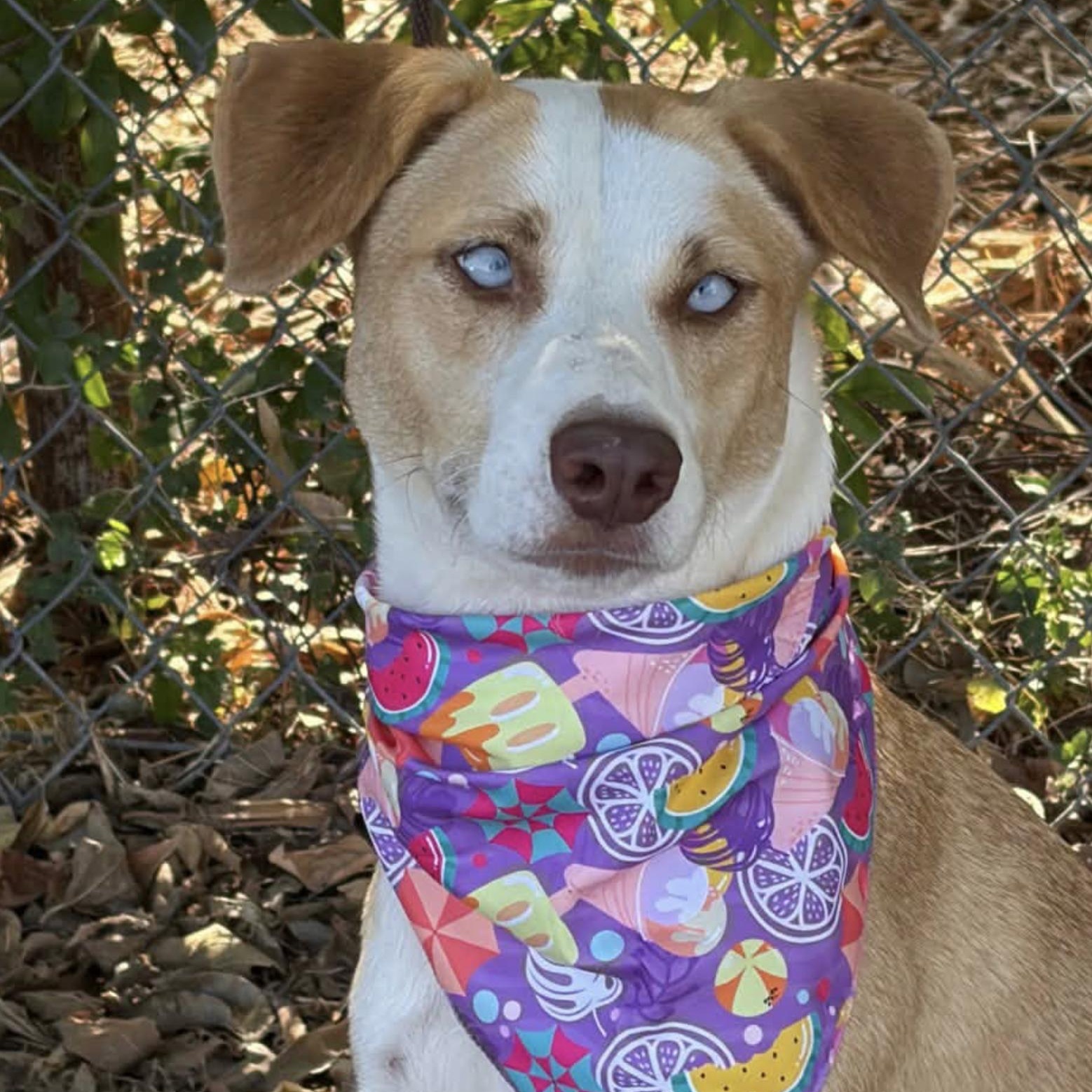 Enlarge Sheba, a Adoptable Mixed Breed in Boston, MA image 2/5