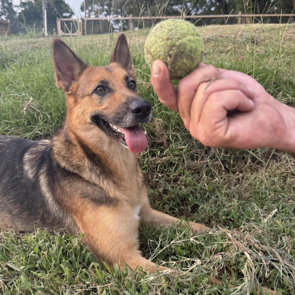 Sasha, a Adoptable mixed breed in Houston, TX image 3/6