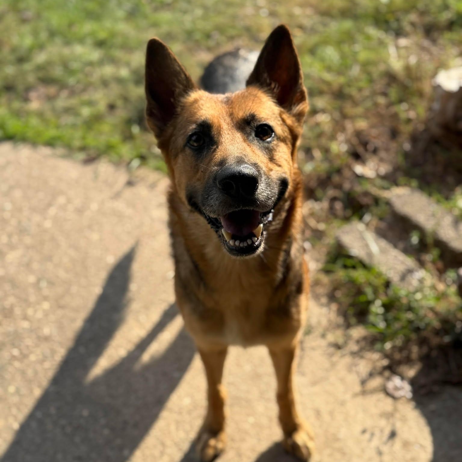 Sasha, a Adoptable mixed breed in Houston, TX image 4/6