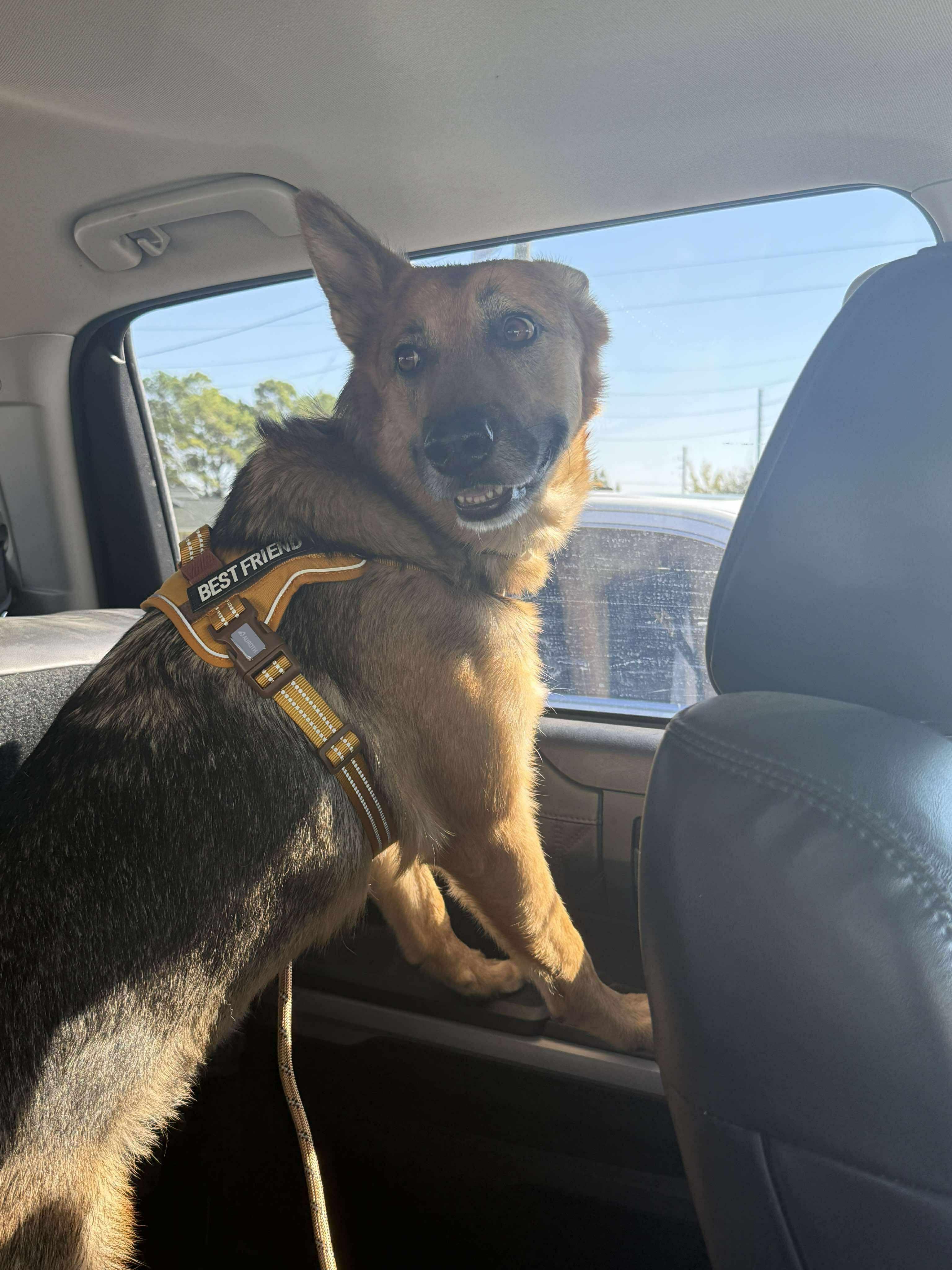 Enlarge Sasha, a Adoptable mixed breed in Houston, TX image 6/6