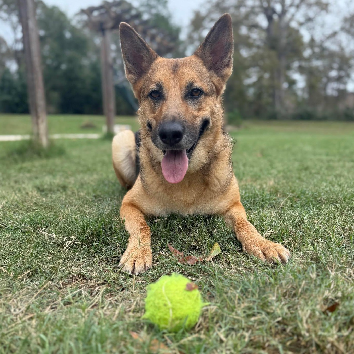 Sasha, Adoptable, Adult Female German Shepherd Dog & Mixed Breed.