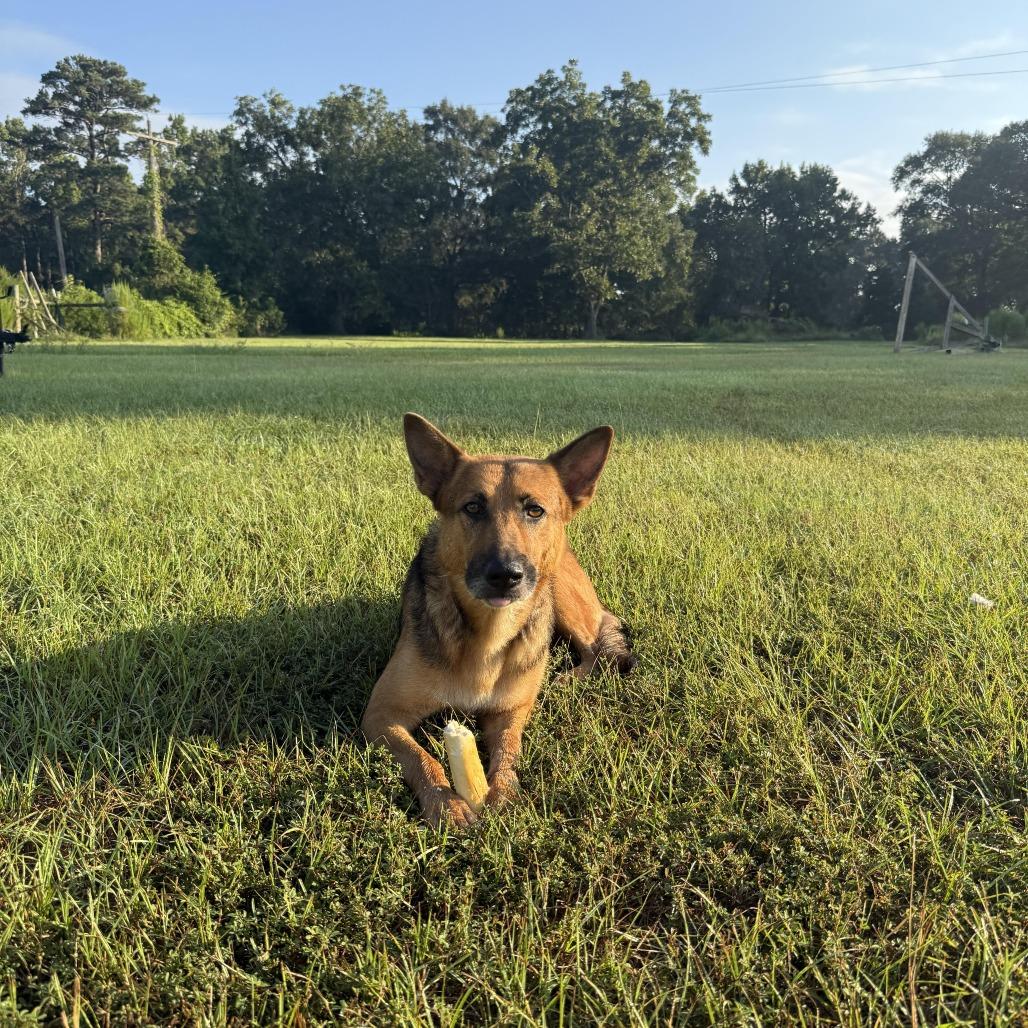 Enlarge Sasha, a Adoptable mixed breed in Houston, TX image 2/2