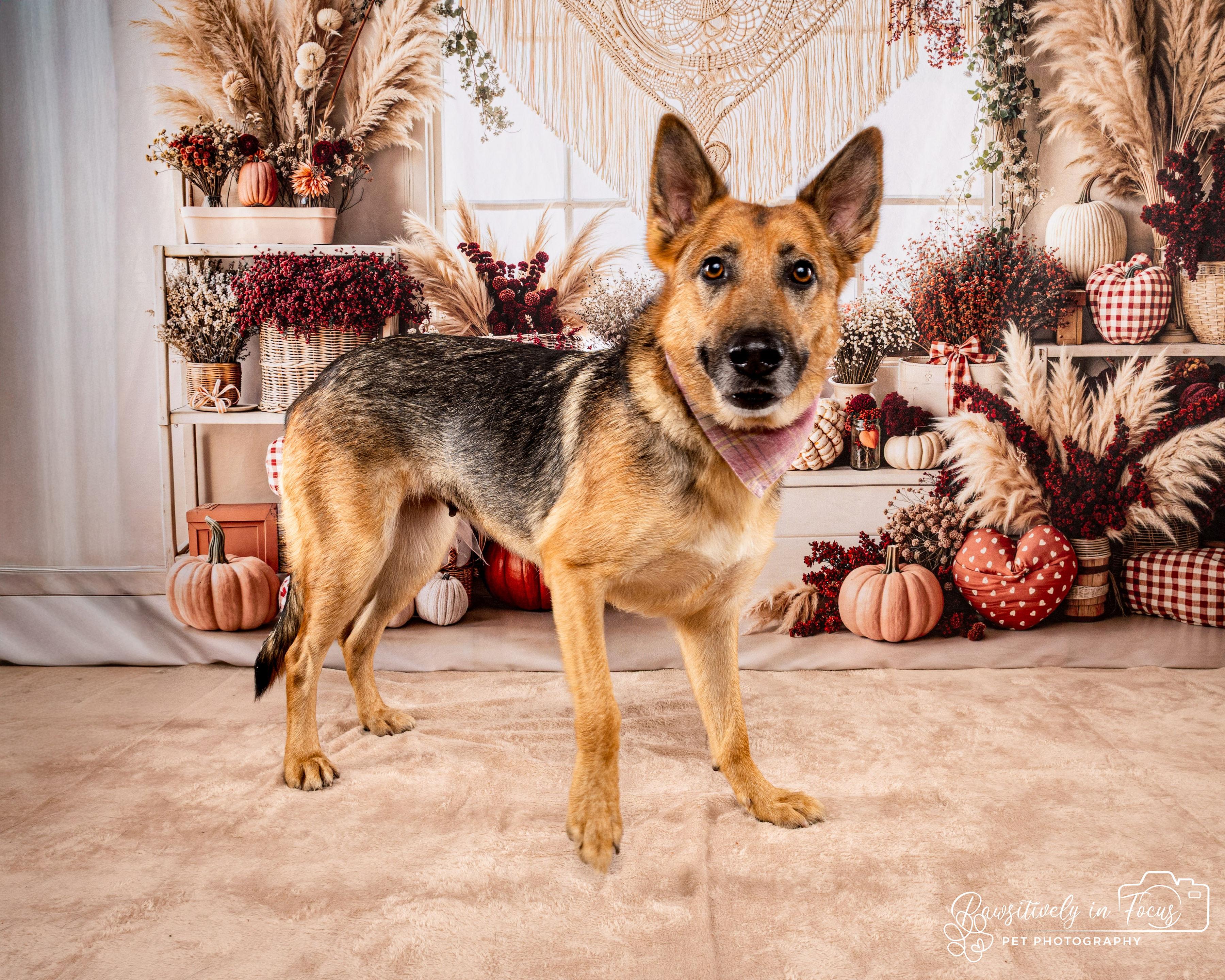 Sasha, Adoptable, Adult Female German Shepherd Dog & Mixed Breed.