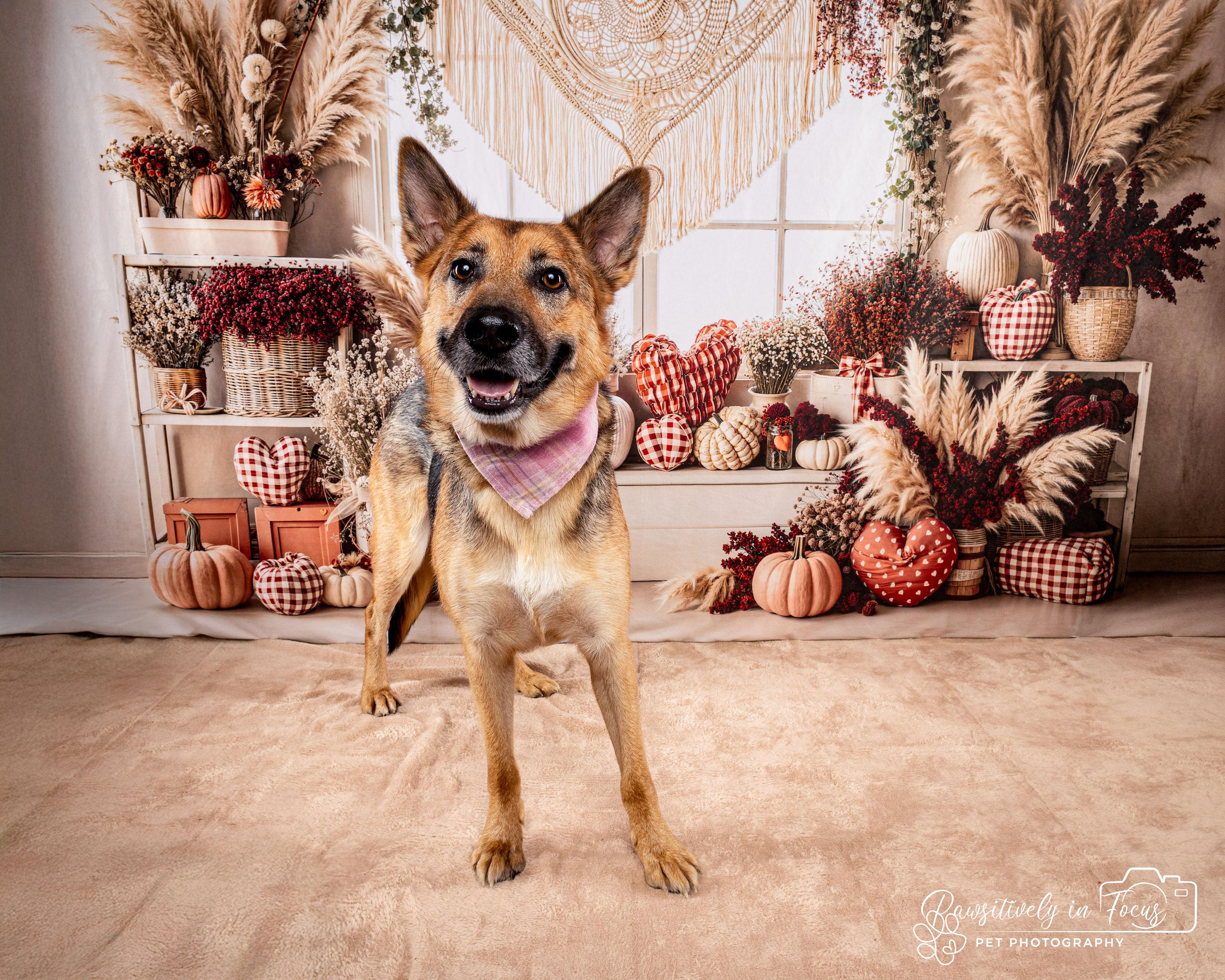 Enlarge Sasha, a Adoptable mixed breed in Houston, TX image 4/6