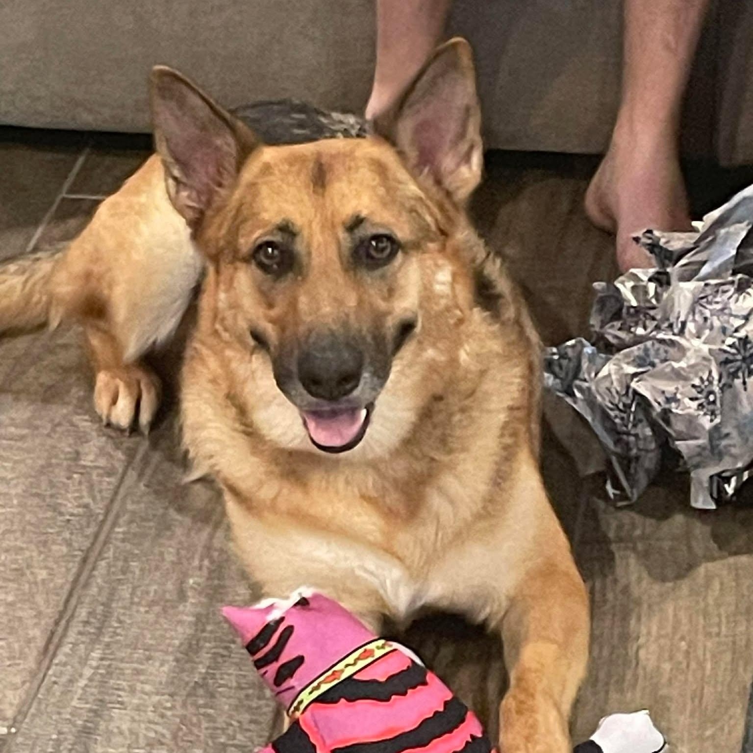 Sasha, a Adoptable mixed breed in Houston, TX image 5/6