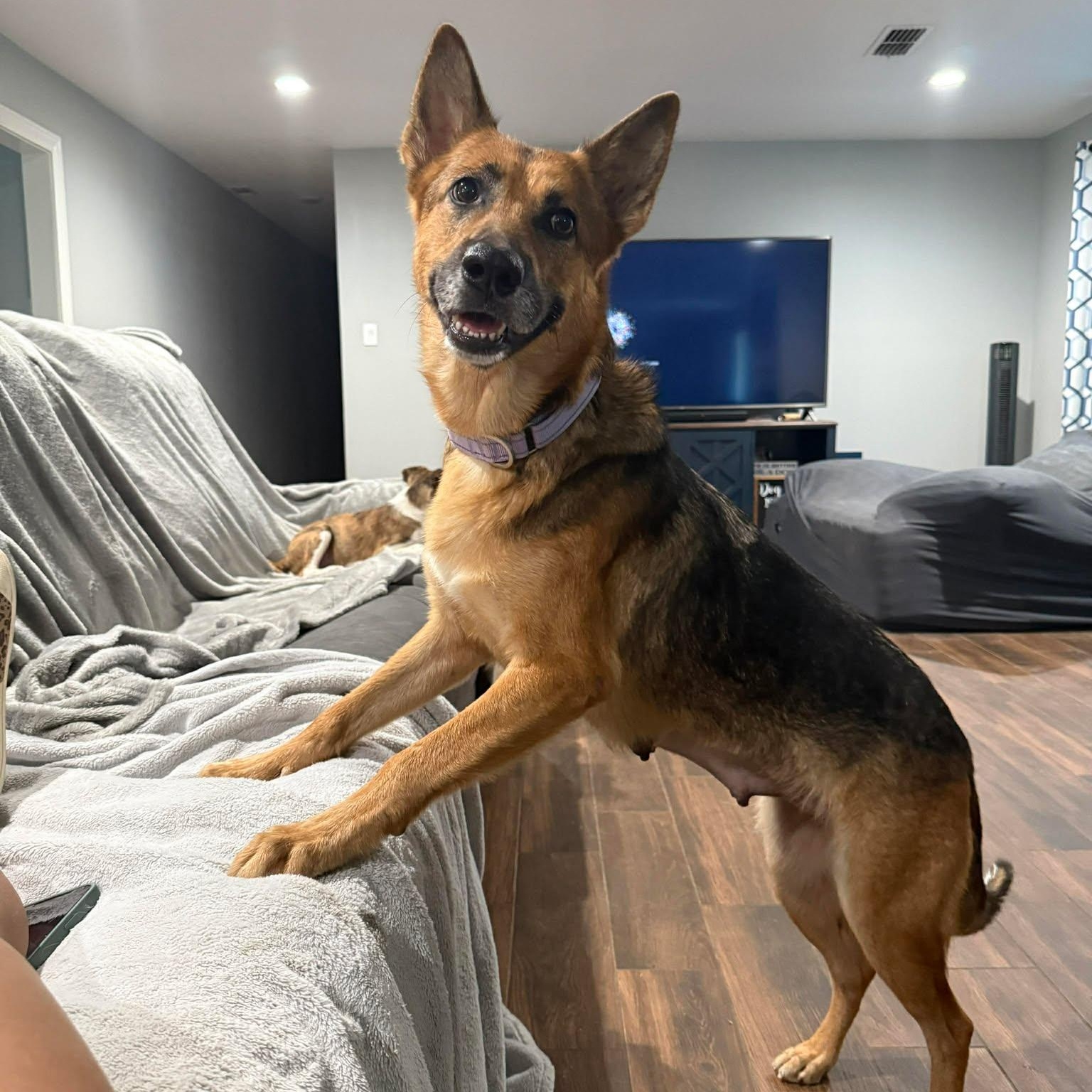 Sasha, a Adoptable mixed breed in Houston, TX image 6/6