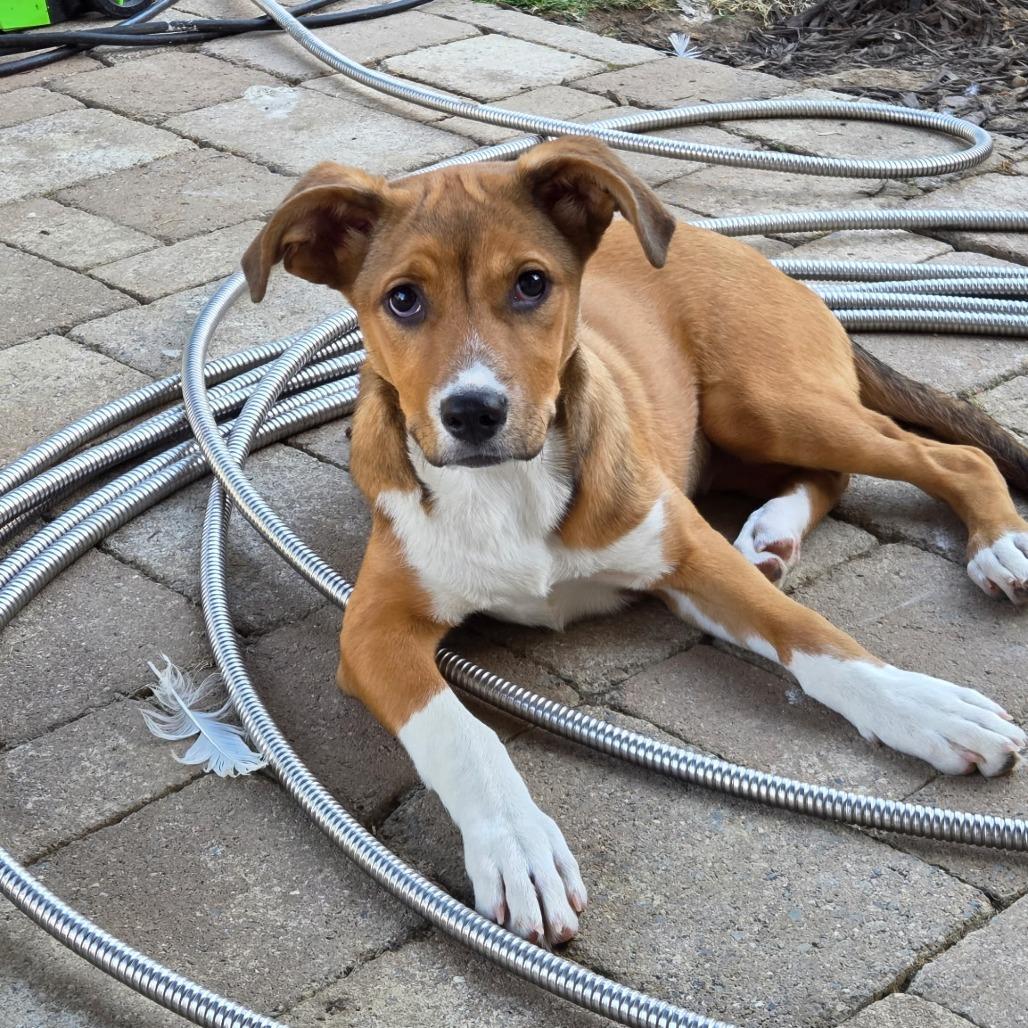 Rumi *adoption pending*, a Adoptable mixed breed in Mechanicsville, VA image 1/6