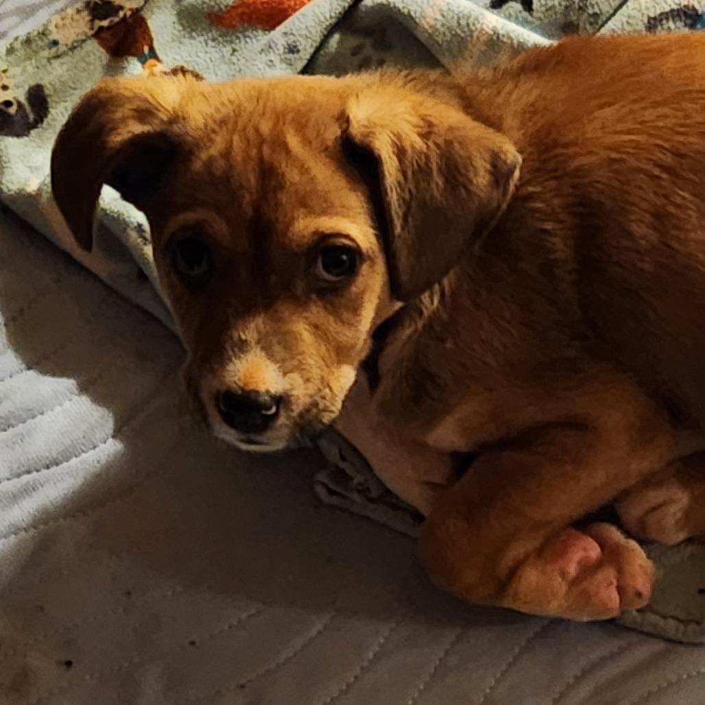 Rumi, Adoptable, Puppy Female Beagle & Mixed Breed.