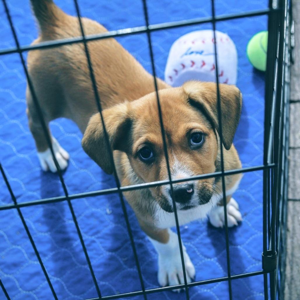 Enlarge Rumi, a Adoptable mixed breed in Mechanicsville, VA image 2/6