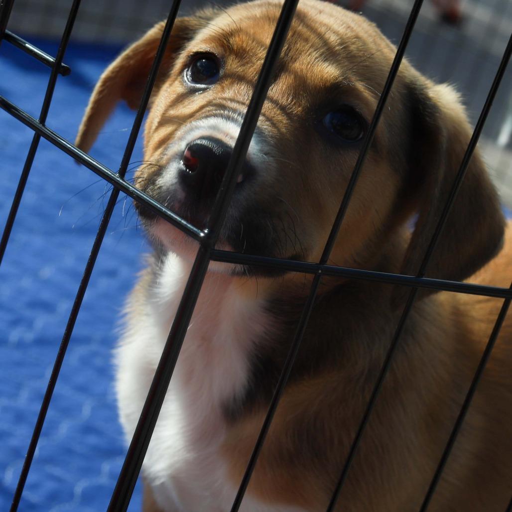 Enlarge Rumi, a Adoptable mixed breed in Mechanicsville, VA image 3/6