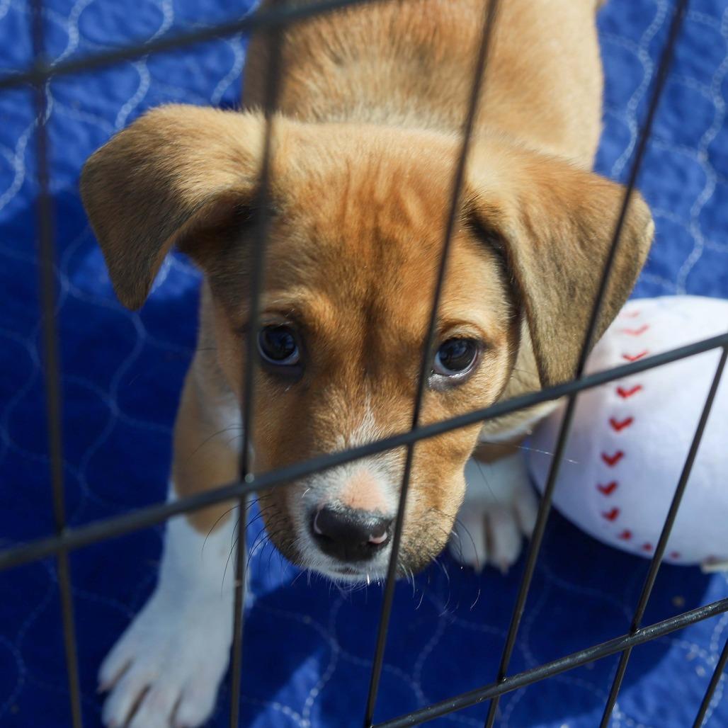 Enlarge Rumi, a Adoptable mixed breed in Mechanicsville, VA image 4/6
