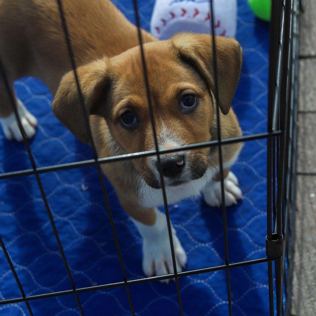 Enlarge Rumi, a Adoptable mixed breed in Mechanicsville, VA image 6/6