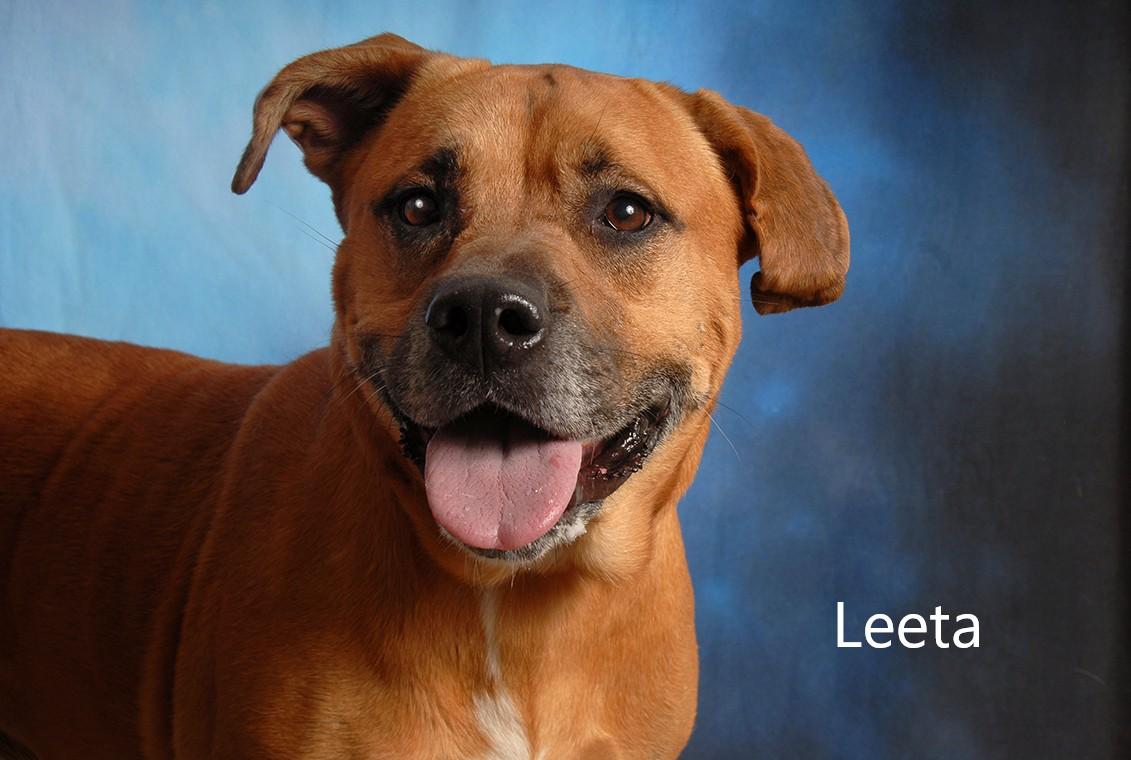 Leeta, Adult Female Boxer