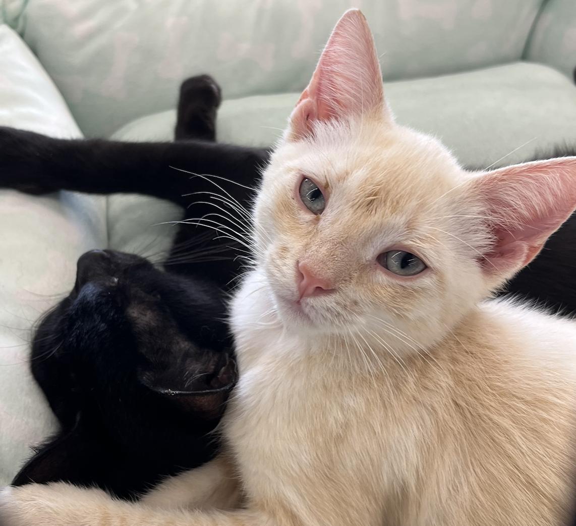Enlarge Kai, a Adoptable Domestic Short Hair in Connelly Springs, NC image 5/6