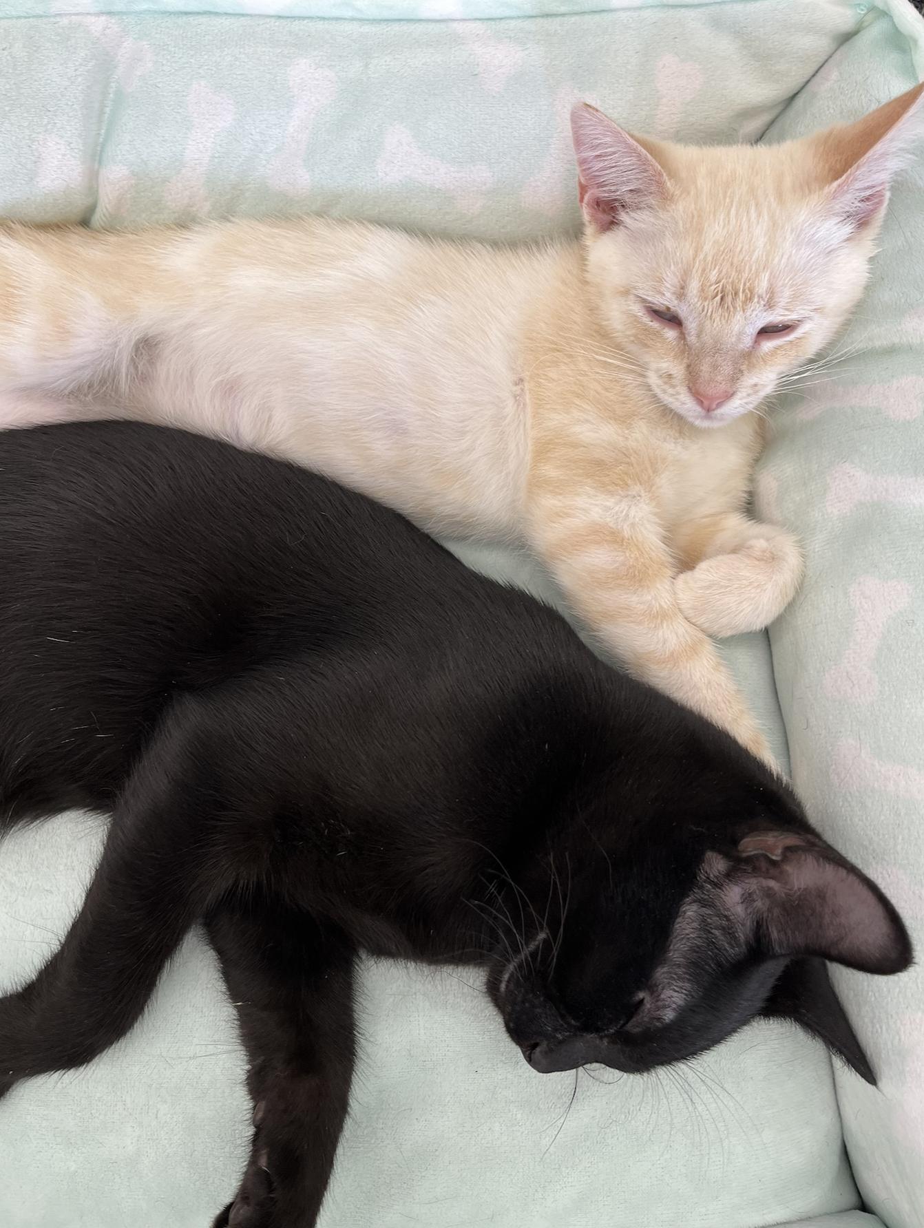 Enlarge Kai, a Adoptable Domestic Short Hair in Connelly Springs, NC image 4/6