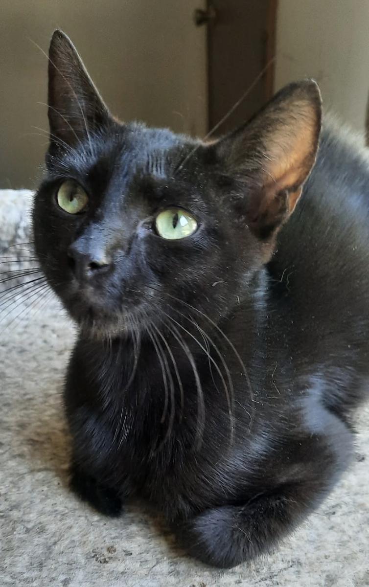 Enlarge Kai, a Adoptable Domestic Short Hair in Connelly Springs, NC image 3/6