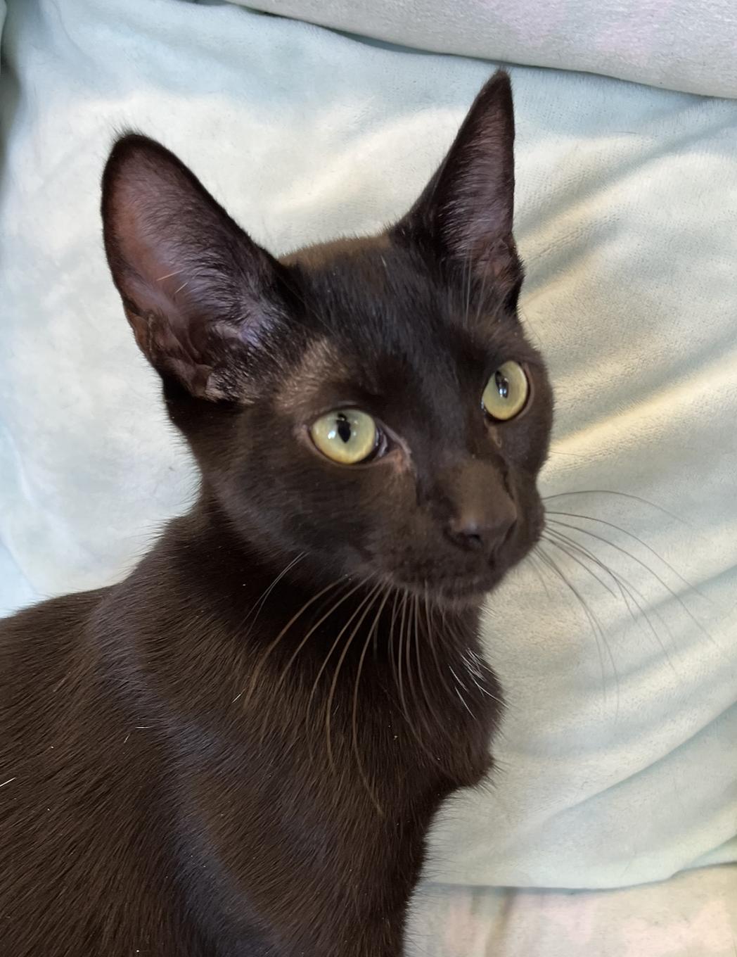 Enlarge Kai, a Adoptable Domestic Short Hair in Connelly Springs, NC image 1/6