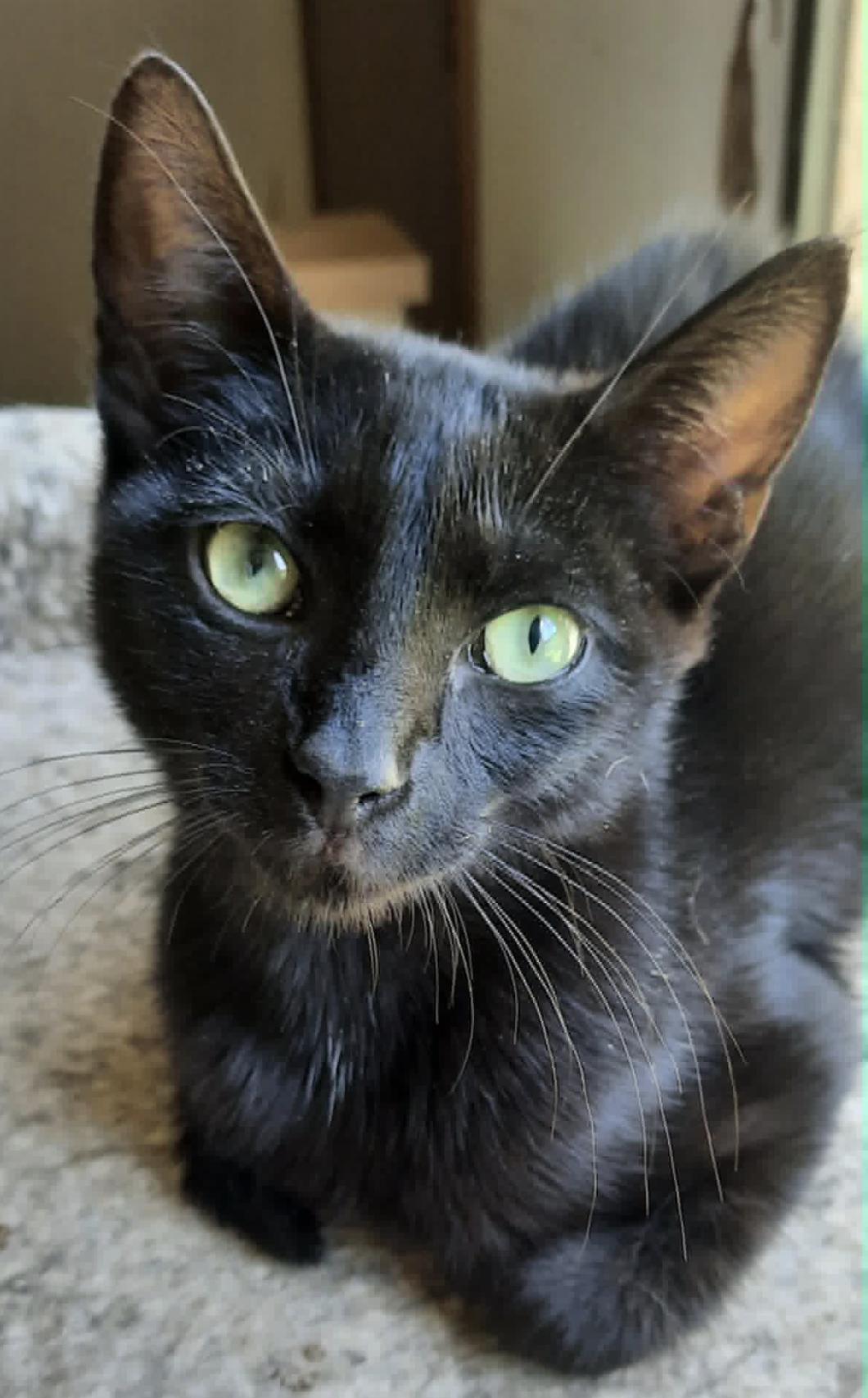 Enlarge Kai, a Adoptable Domestic Short Hair in Connelly Springs, NC image 2/6