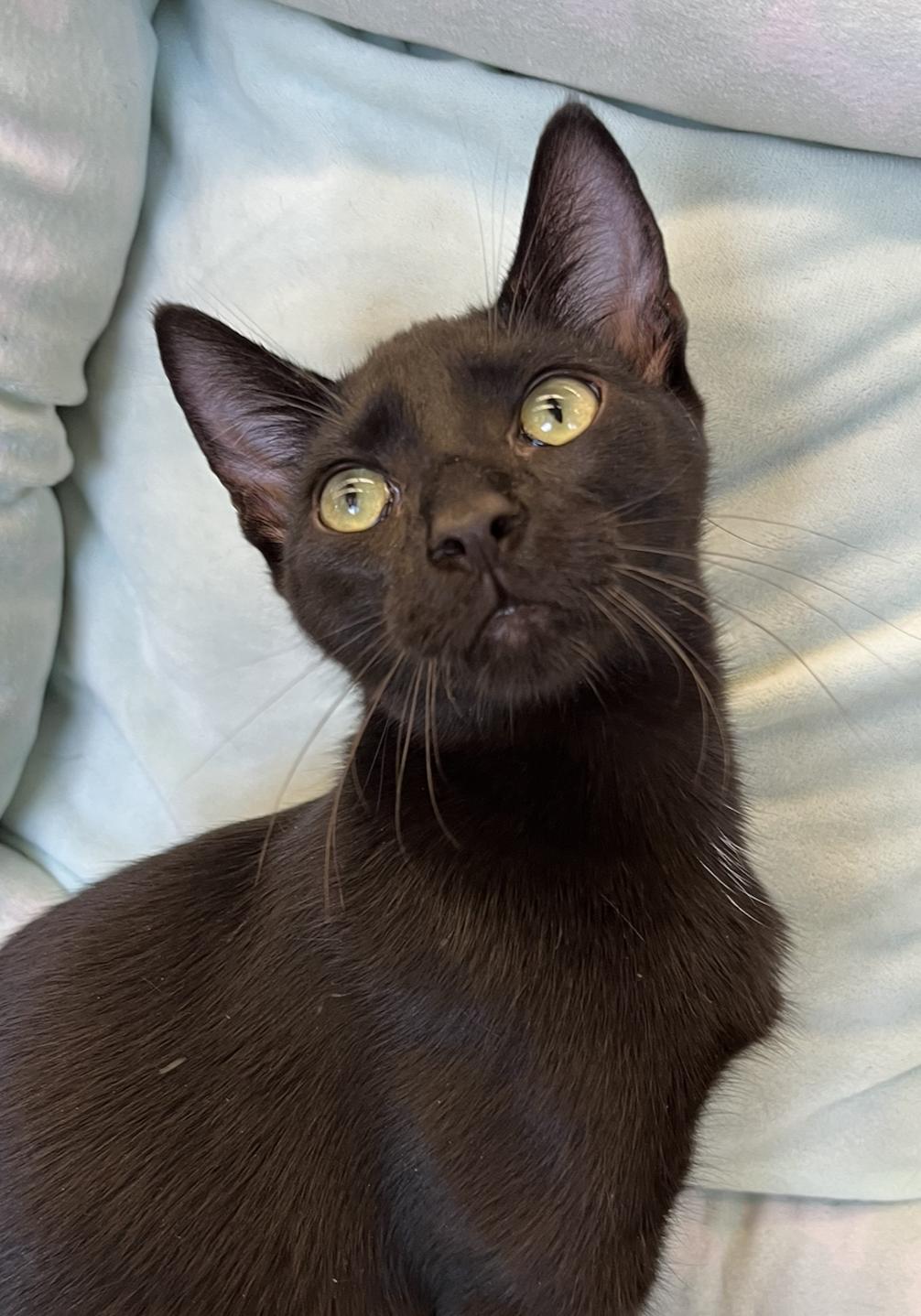Enlarge Kai, a Adoptable Domestic Short Hair in Connelly Springs, NC image 6/6