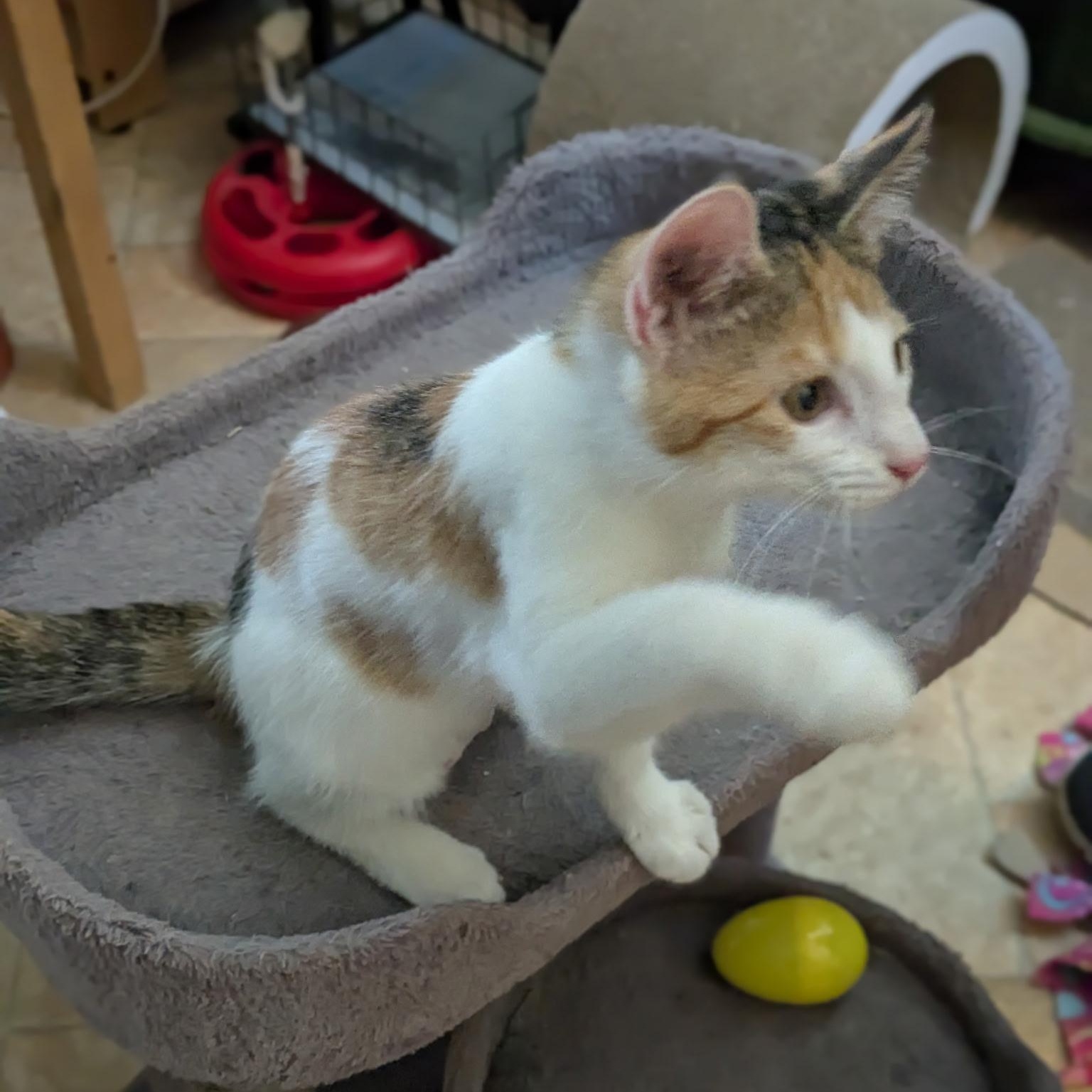Alice & Lady Jane - KITTENS, a ADOPTABLE Domestic Short Hair in Braintree, MA image 2/4