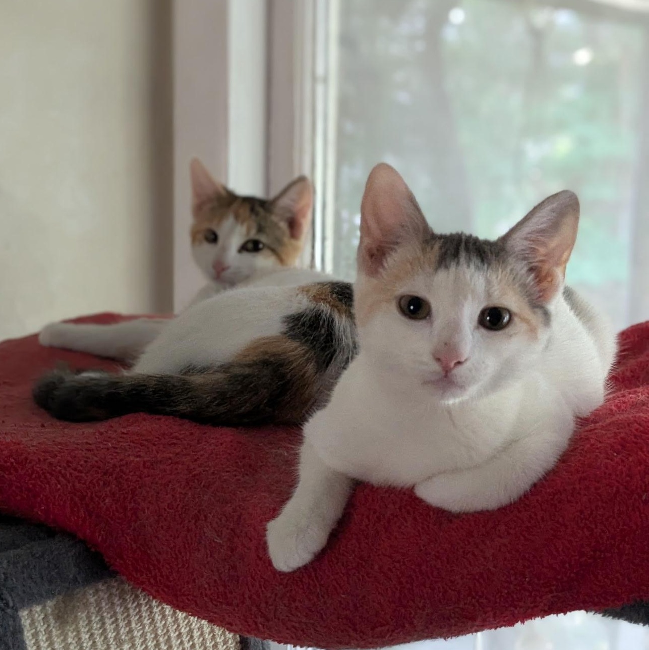 Alice & Lady Jane - KITTENS, ADOPTABLE, Young Female Domestic Short Hair.