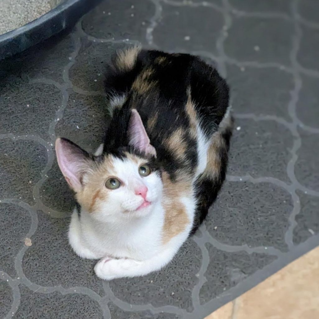 Alice & Lady Jane - KITTENS, a ADOPTABLE Domestic Short Hair in Braintree, MA image 4/4