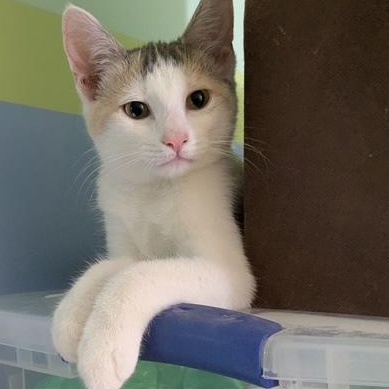 Alice & Lady Jane - KITTENS, a ADOPTABLE Domestic Short Hair in Braintree, MA image 3/4