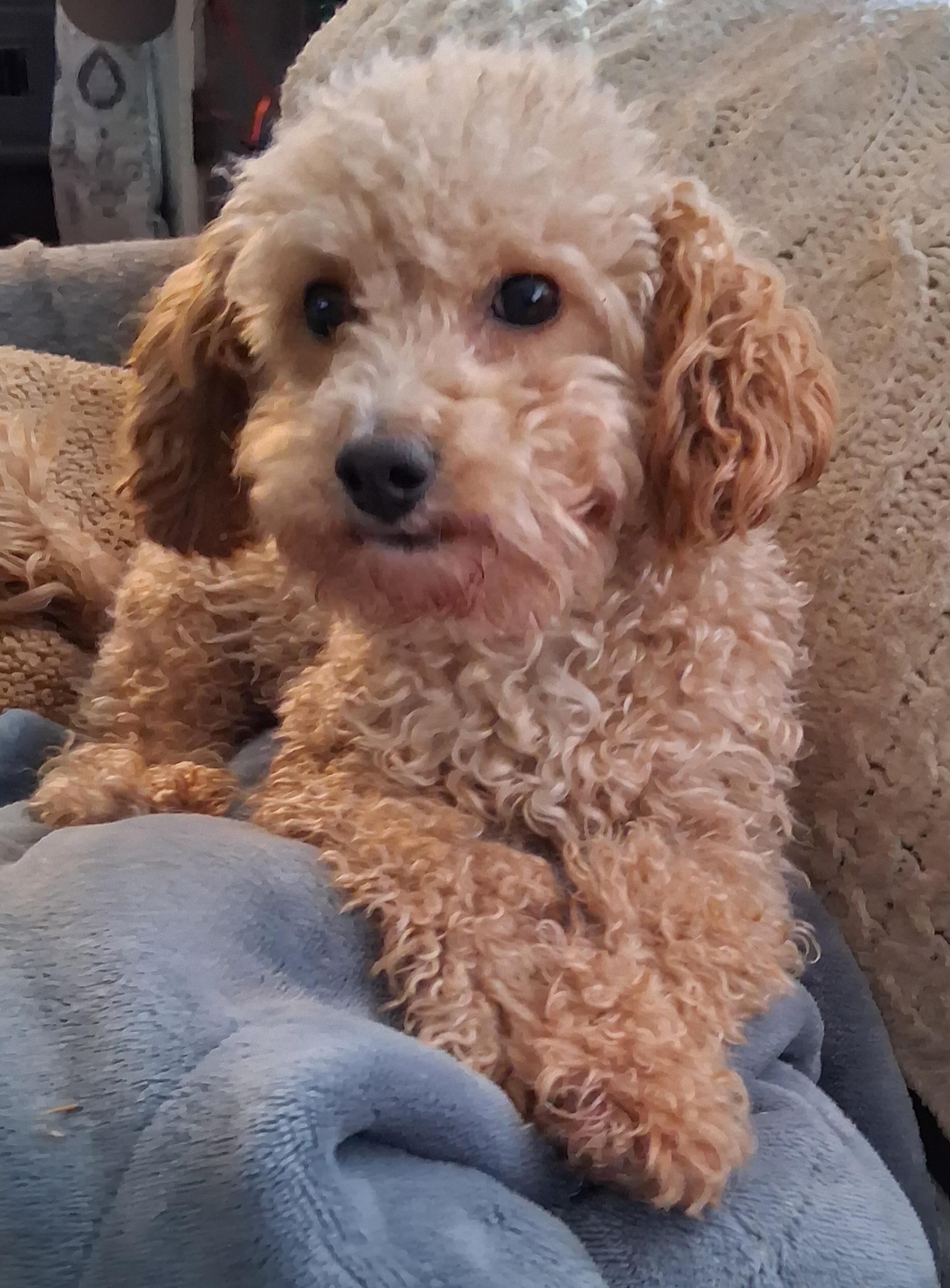 Henry, Adoptable, Adult Male Poodle (Toy).