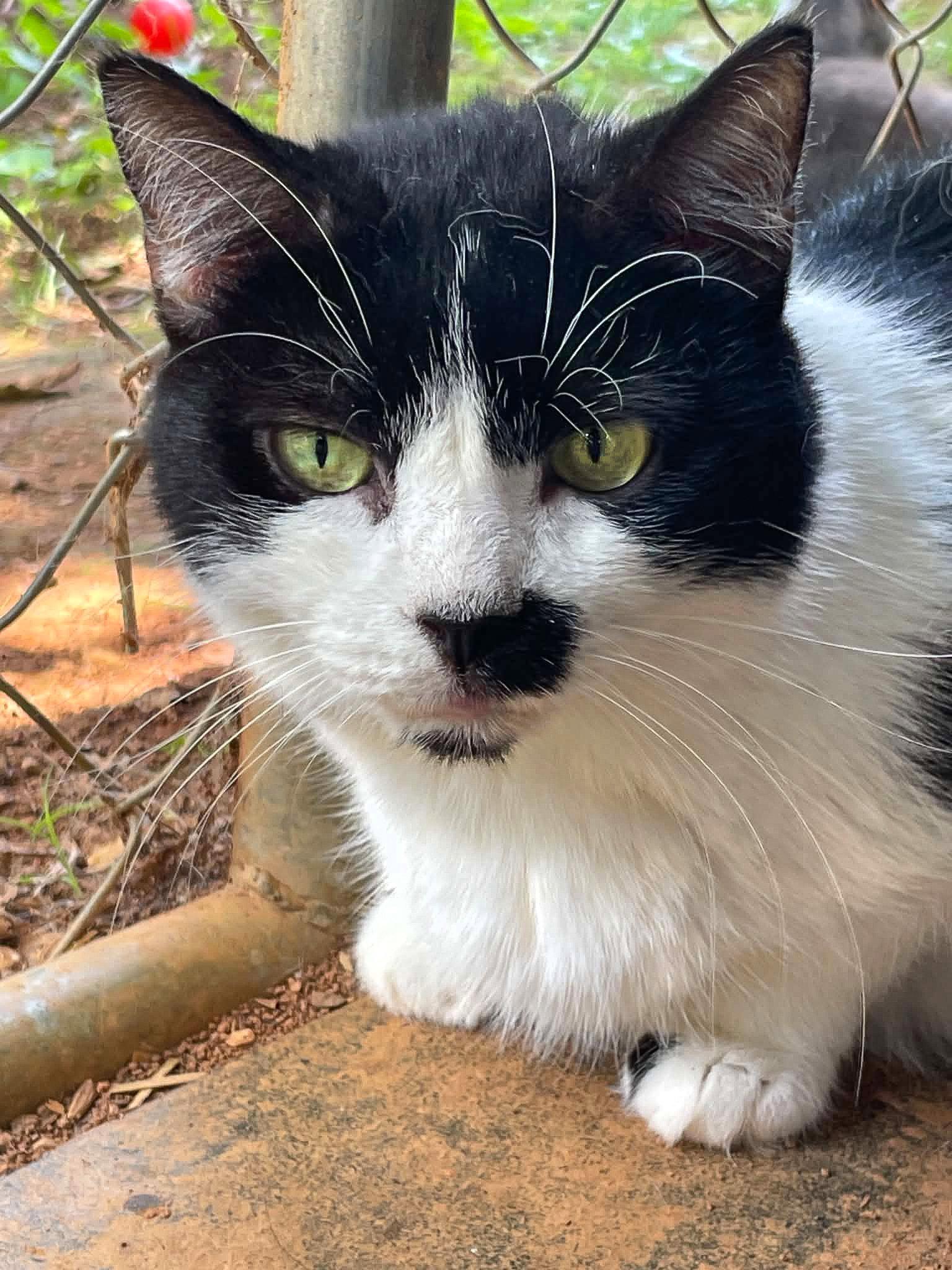 Enlarge Maggie, a Adoptable Domestic Short Hair in Flint Hill, VA image 1/3