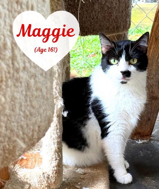 Enlarge Maggie, a Adoptable Domestic Short Hair in Flint Hill, VA image 2/3