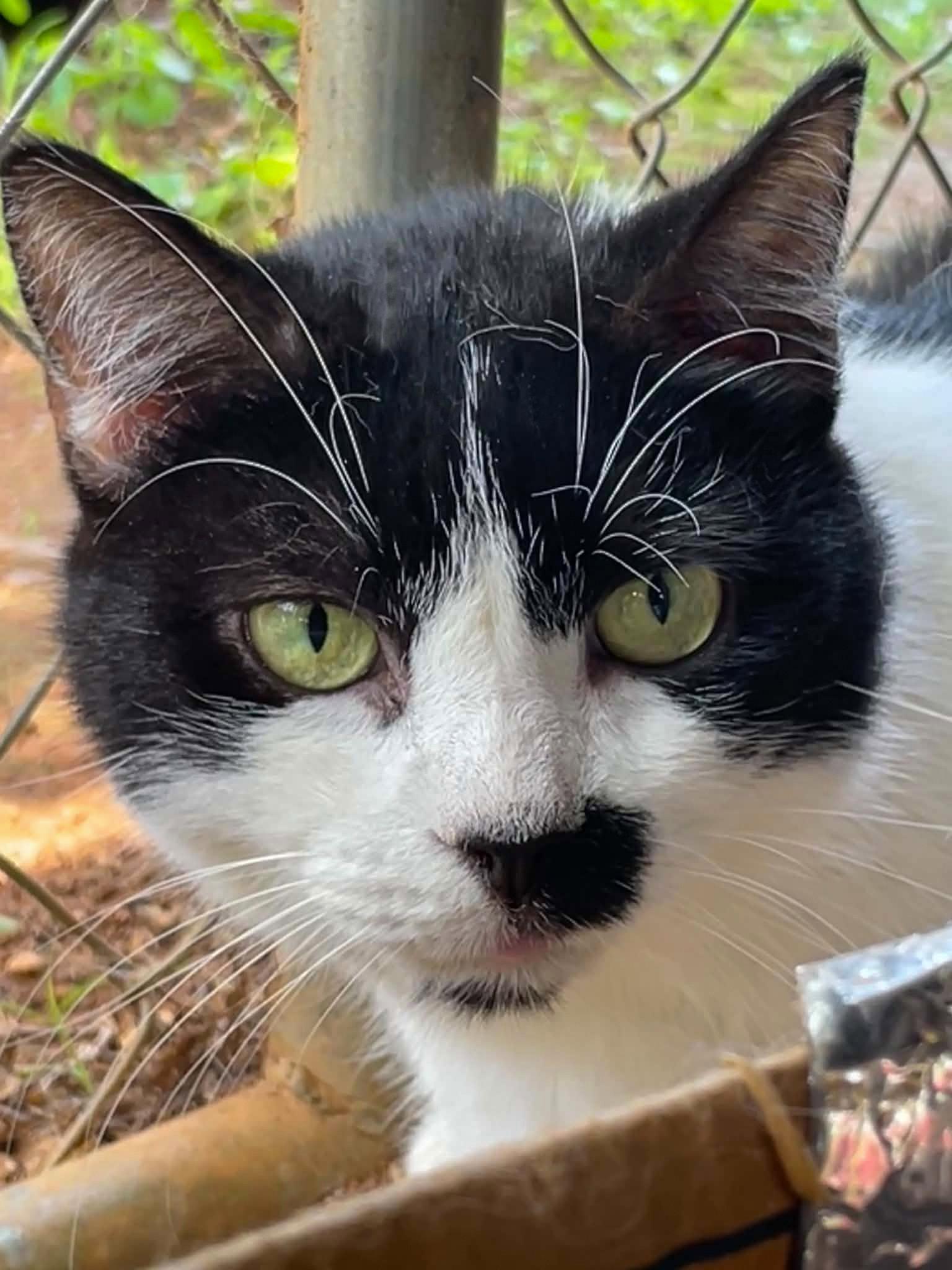 Enlarge Maggie, a Adoptable Domestic Short Hair in Flint Hill, VA image 3/3