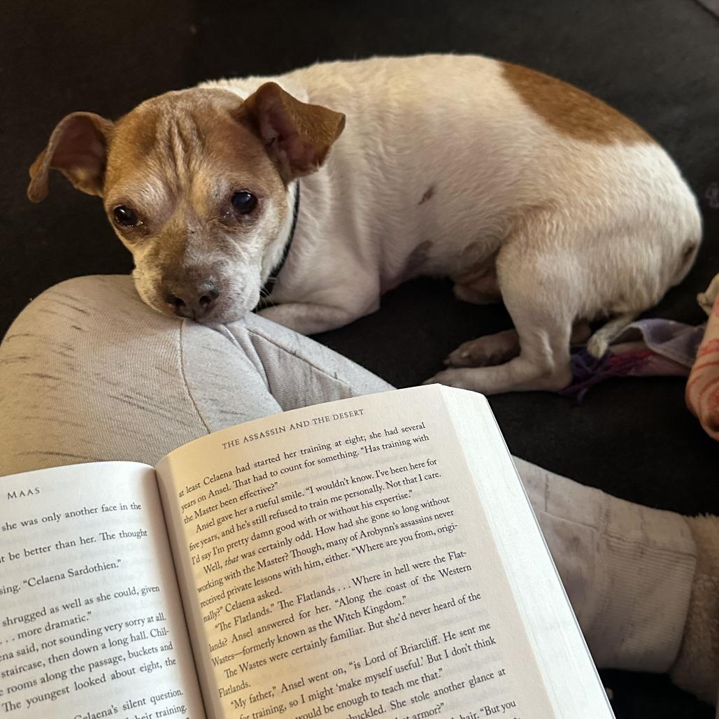 Murphy, Adoptable, Senior Male Chihuahua.