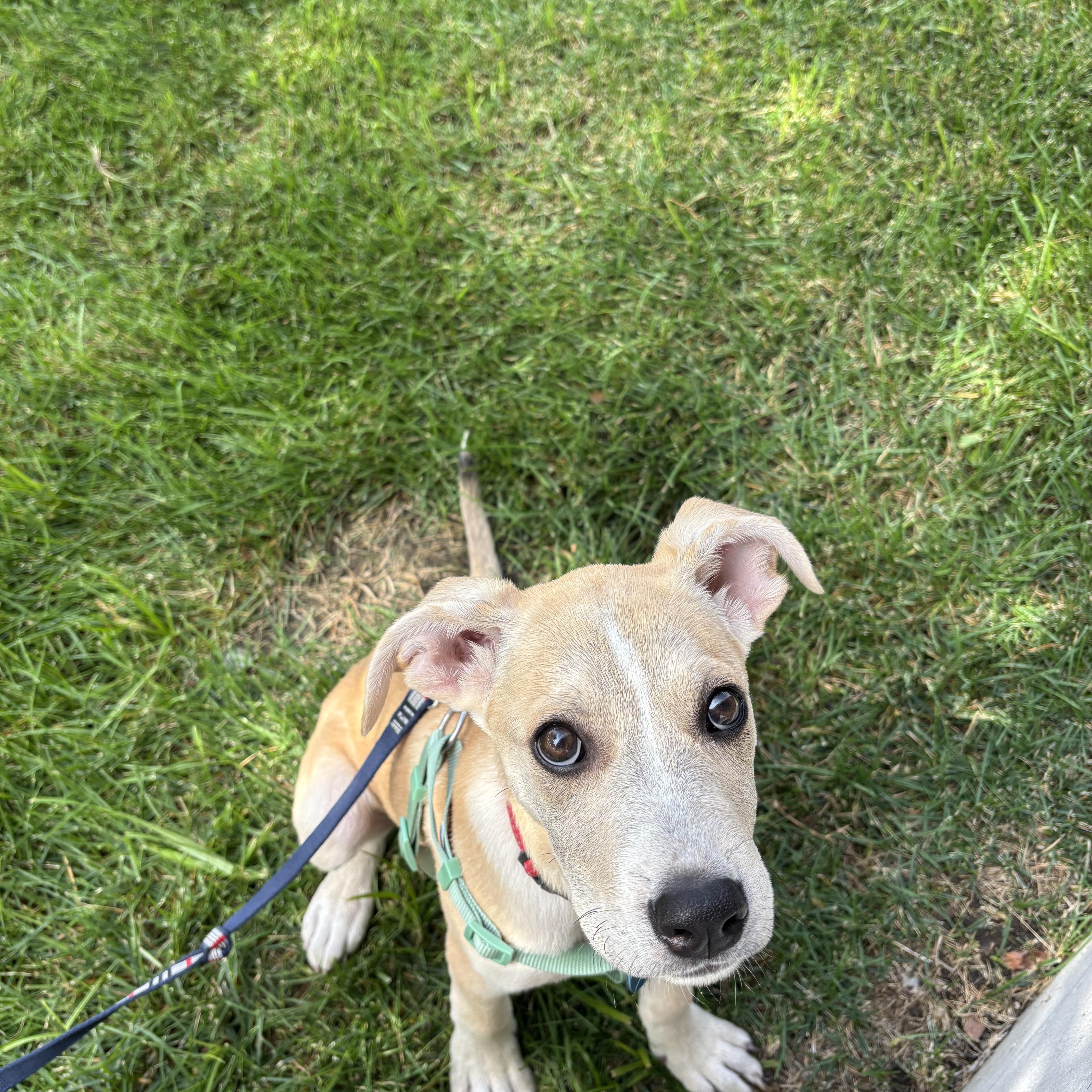 Iris