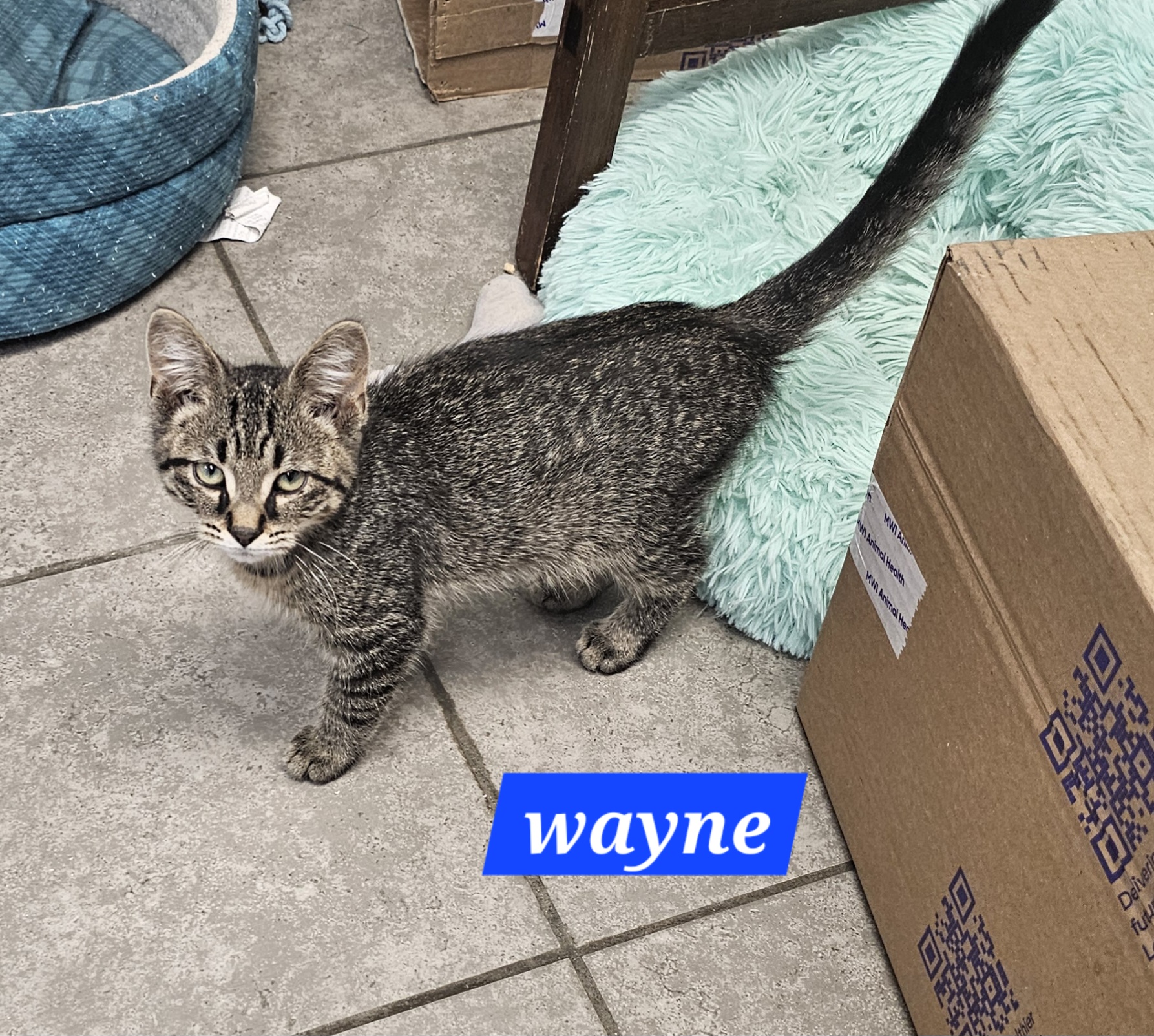Wayne, Adopted, Young Male Domestic Short Hair.