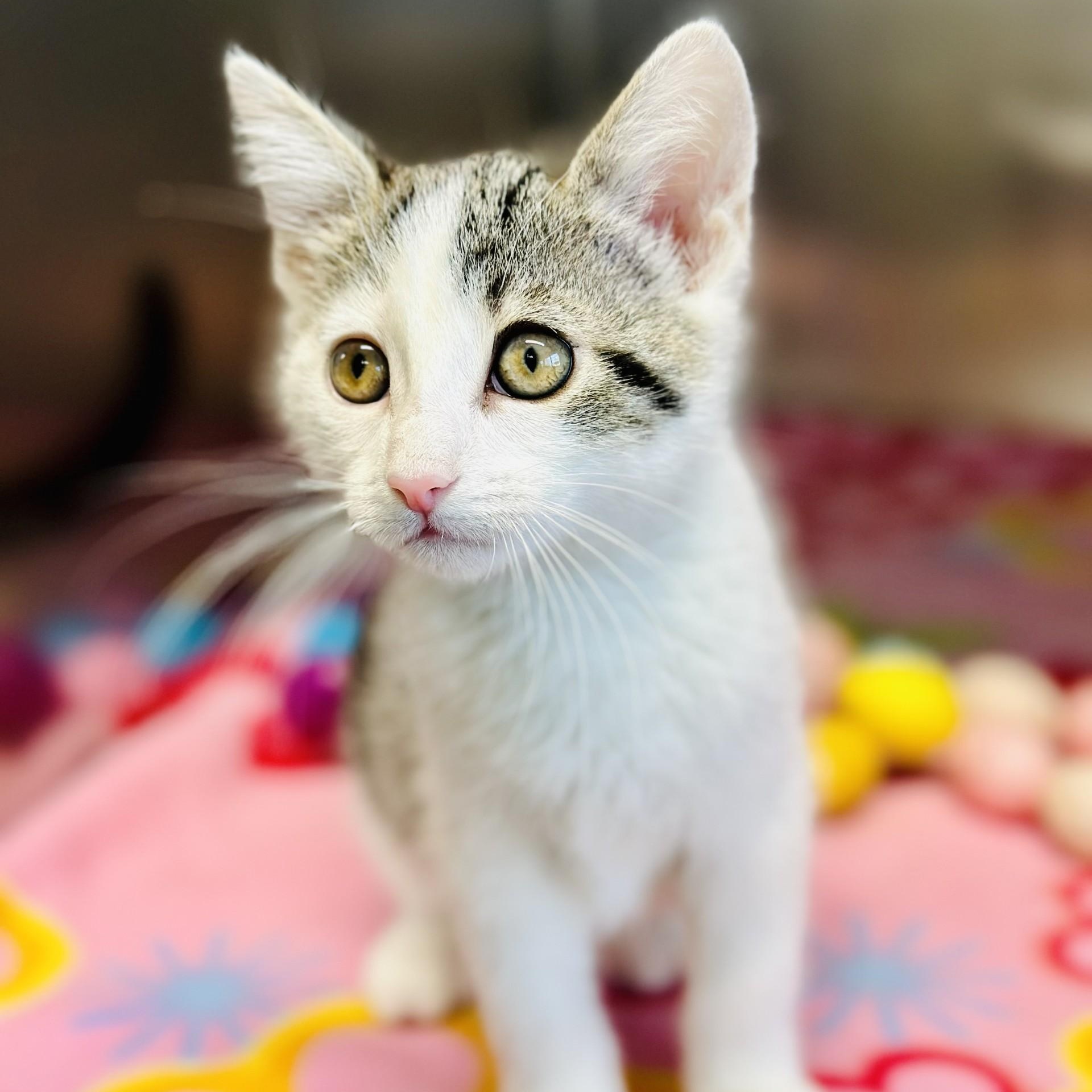 Enlarge Maggie , an adopted Domestic Short Hair in Jackson, NJ image 2/2