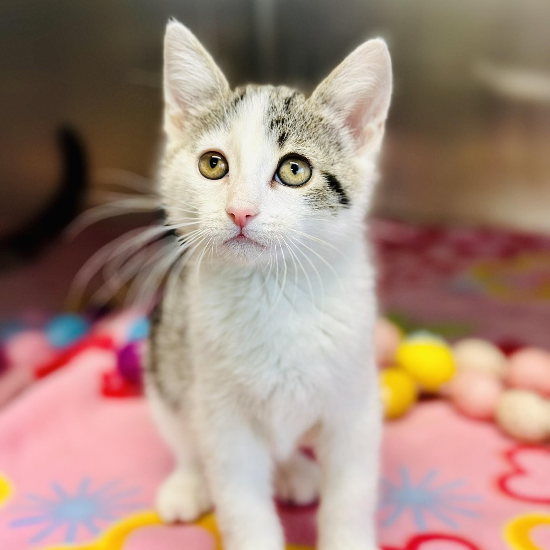 Maggie , adopted, Kitten Female Domestic Short Hair.