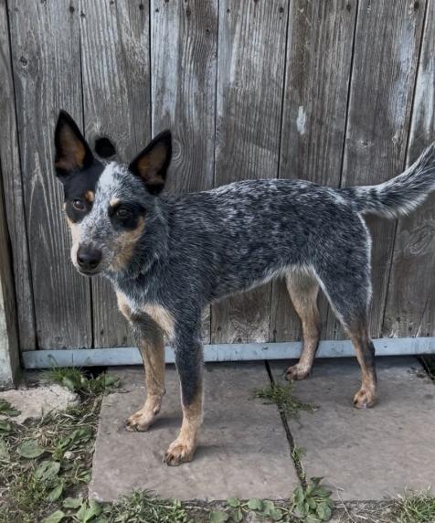 Enlarge Foxy, a Adoptable mixed breed in Chillicothe, MO image 1/1