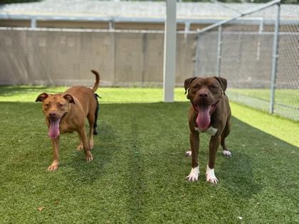 Chowder, Adoptable, Adult Male American Bulldog & Mixed Breed.
