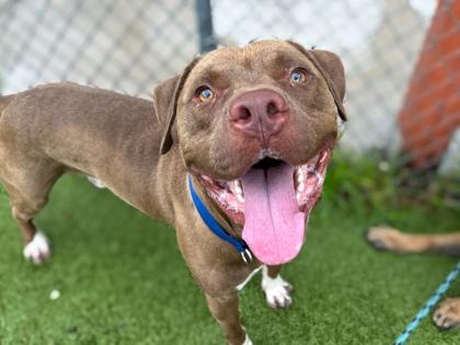 Enlarge Chowder, a Adoptable mixed breed in Gainesville, FL image 2/2