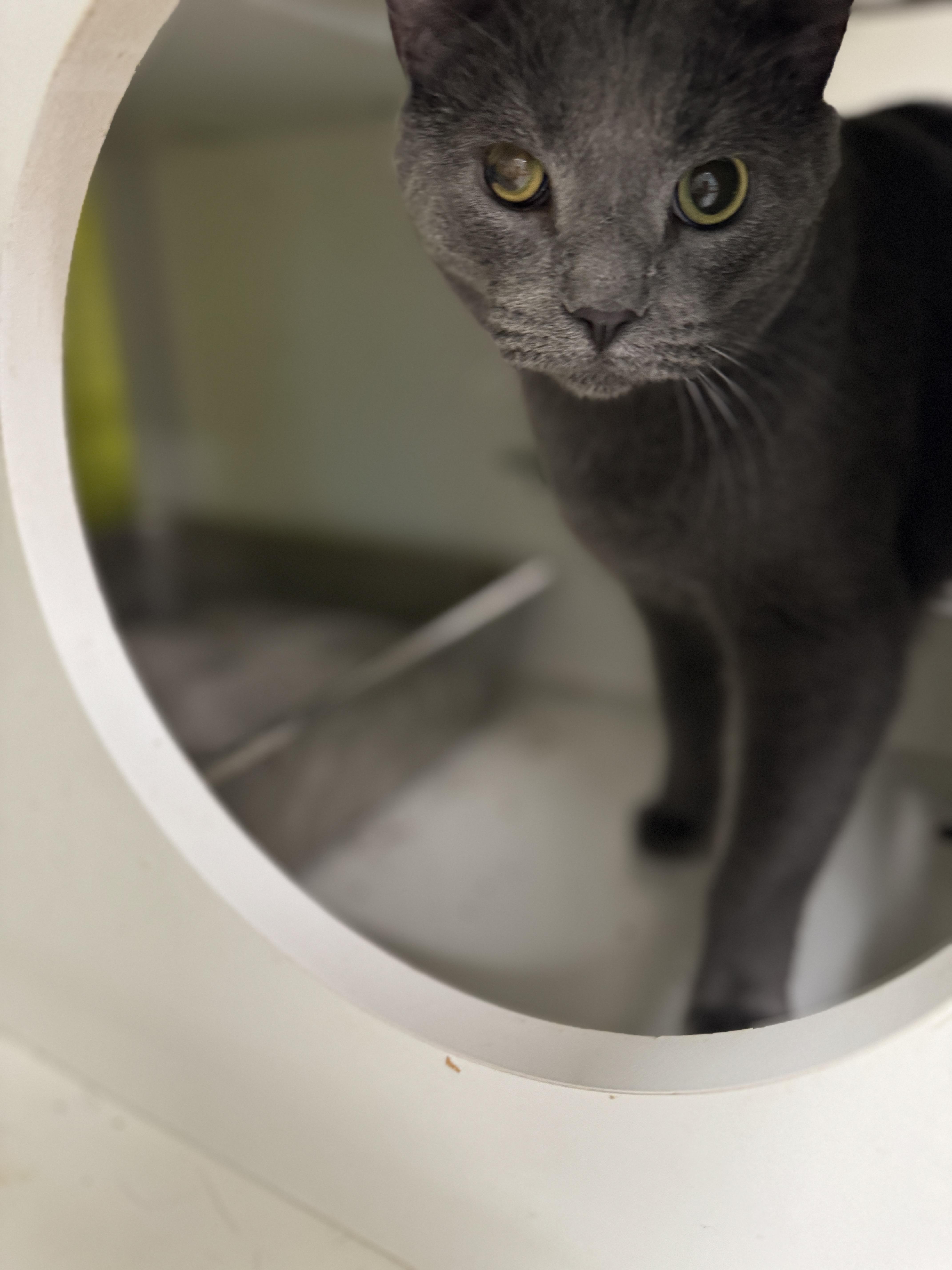 Cole, Adoptable, Adult Male Domestic Short Hair.