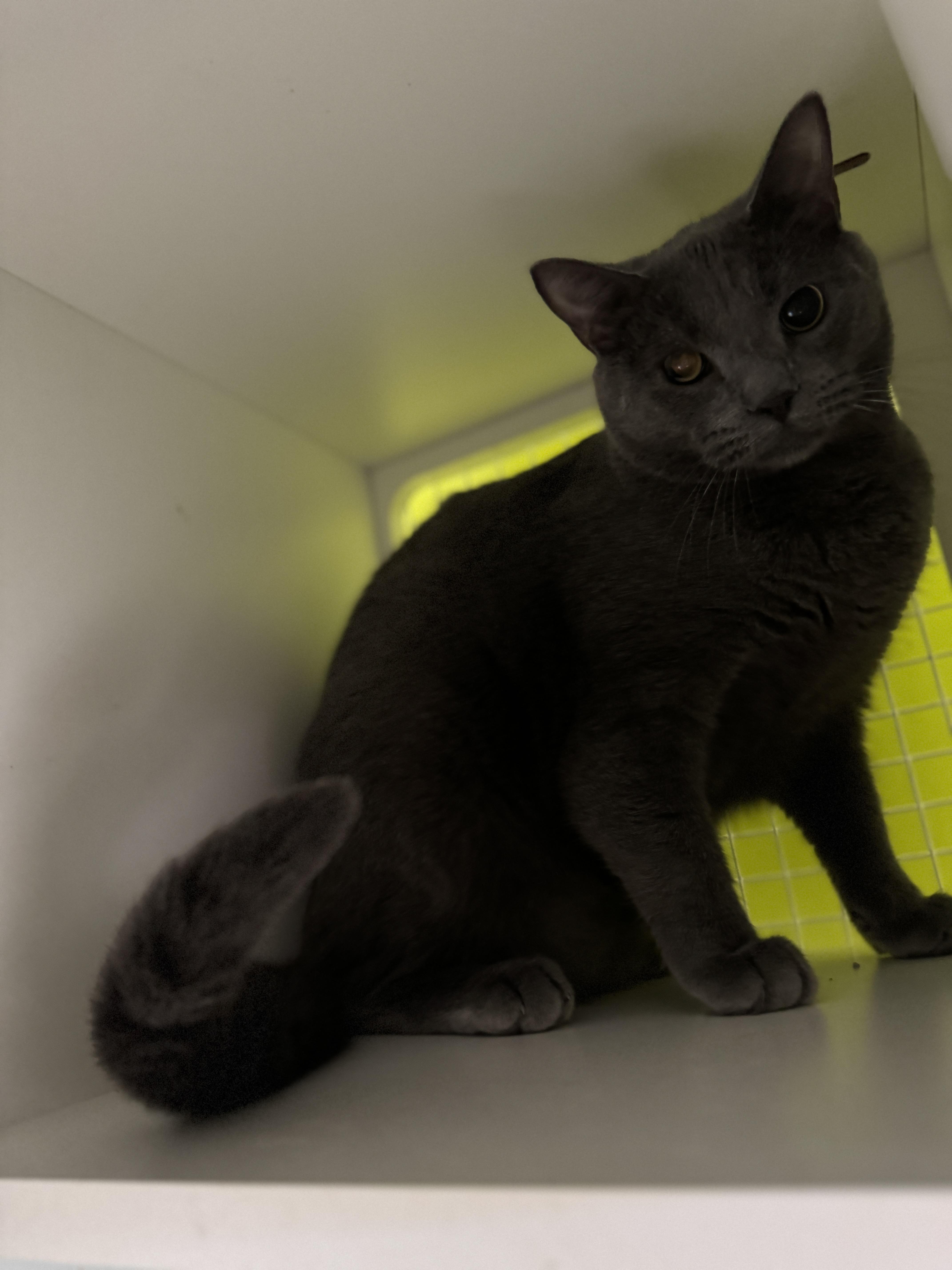 Cole, a Adoptable Domestic Short Hair in Pasadena , MD image 1/4