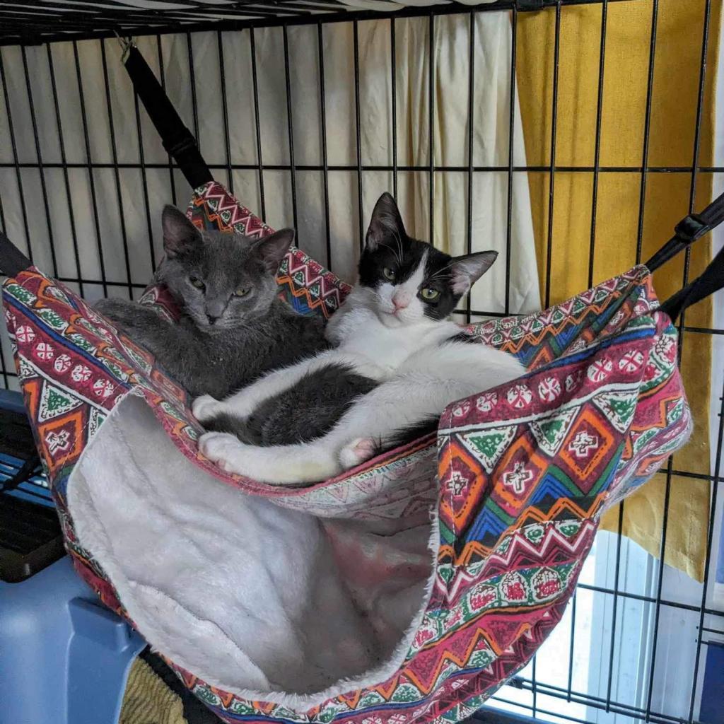 Cole, a Adoptable Domestic Short Hair in Pasadena , MD image 4/4